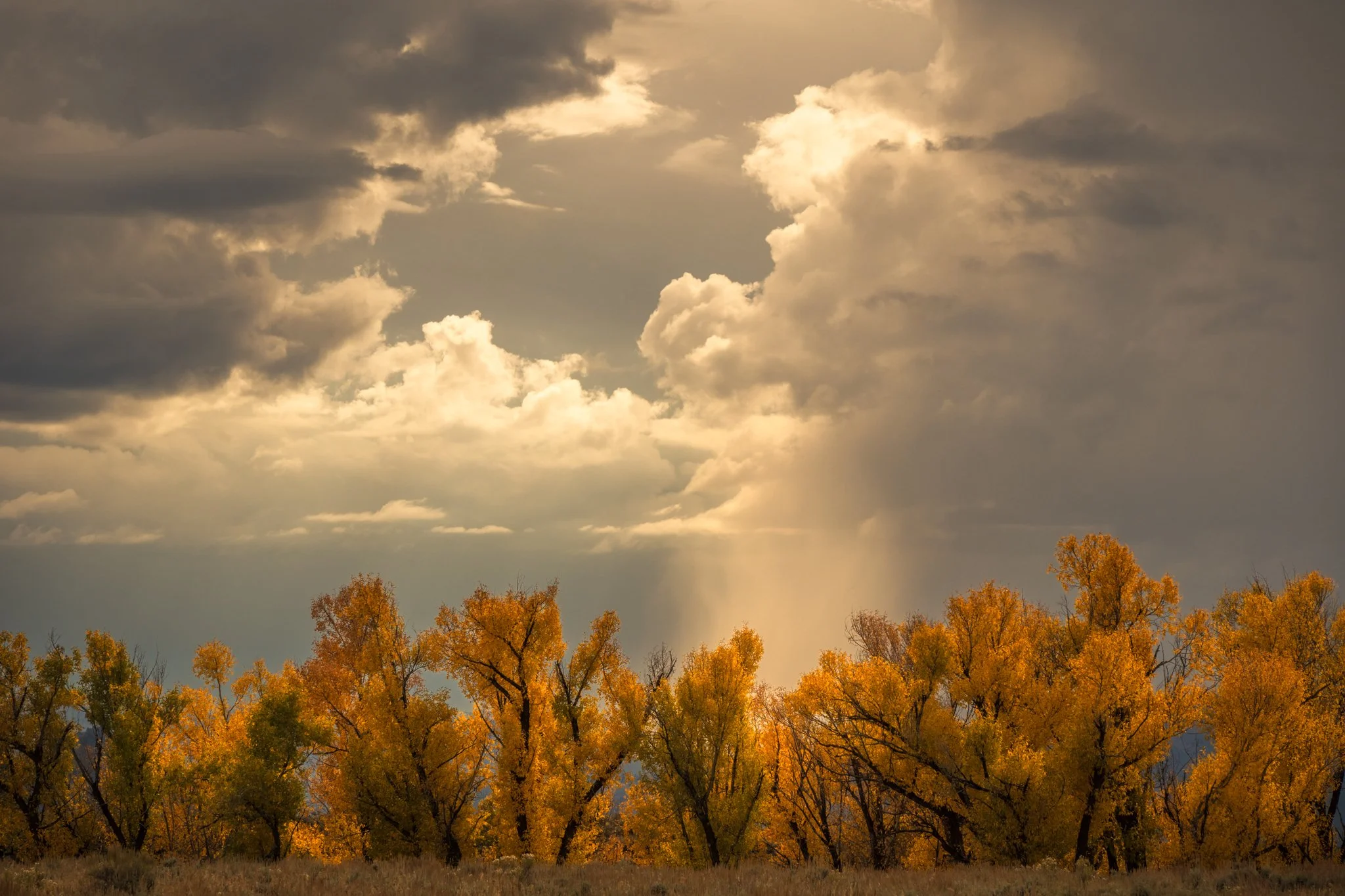 Light in the Autumn Trees-01.jpg