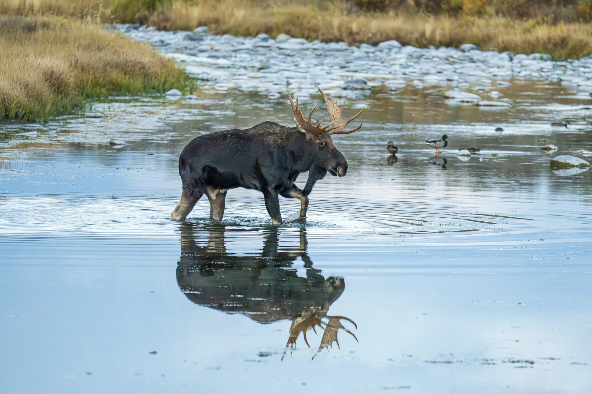 Moose crossing-02.jpg