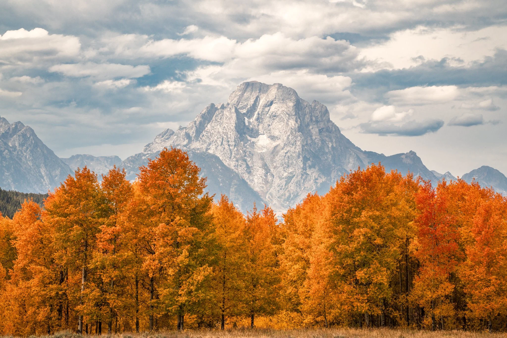 Moran in the Trees-01.jpg