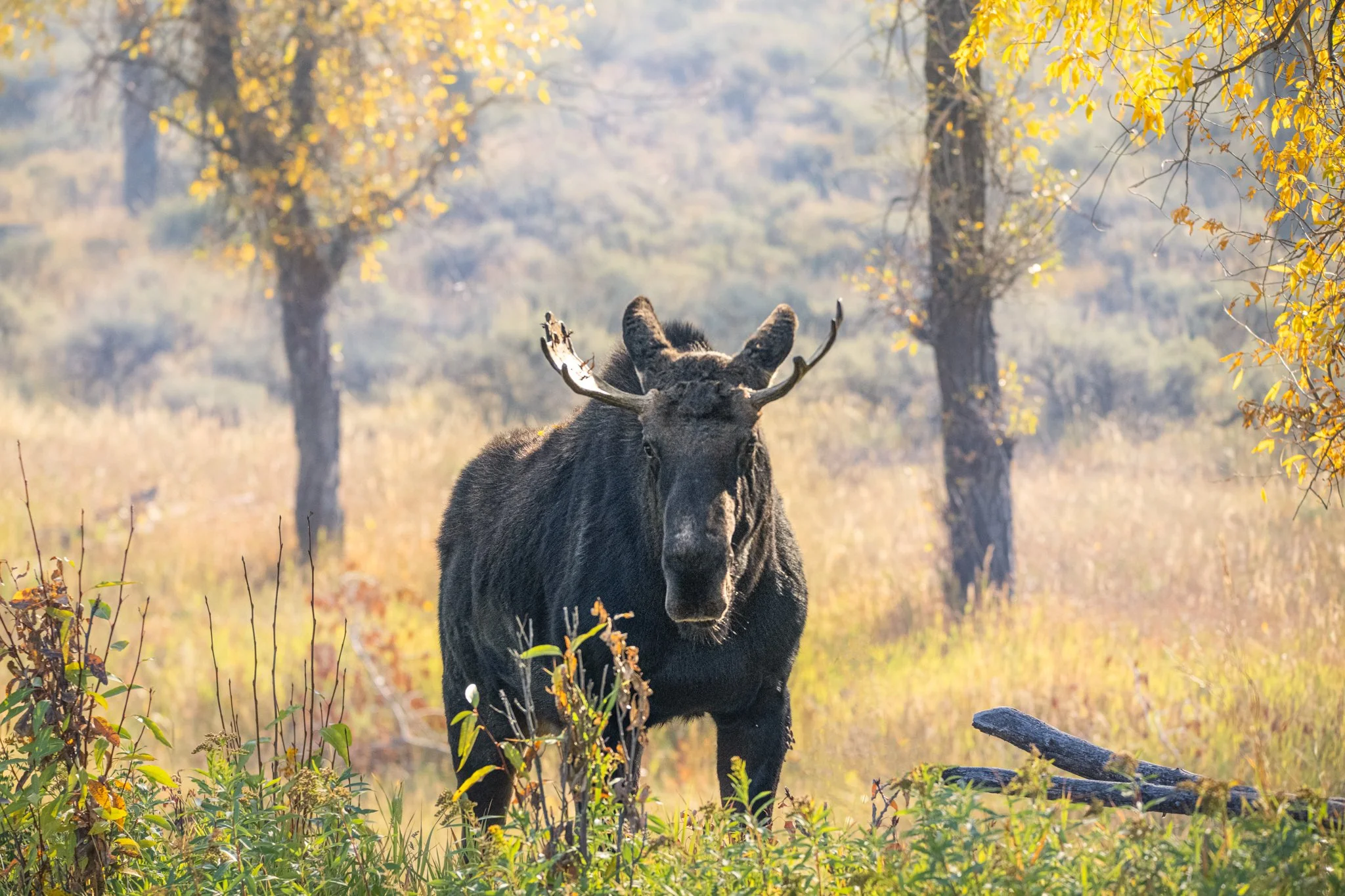 Moose in the Gros Ventre Take 2-01.jpg