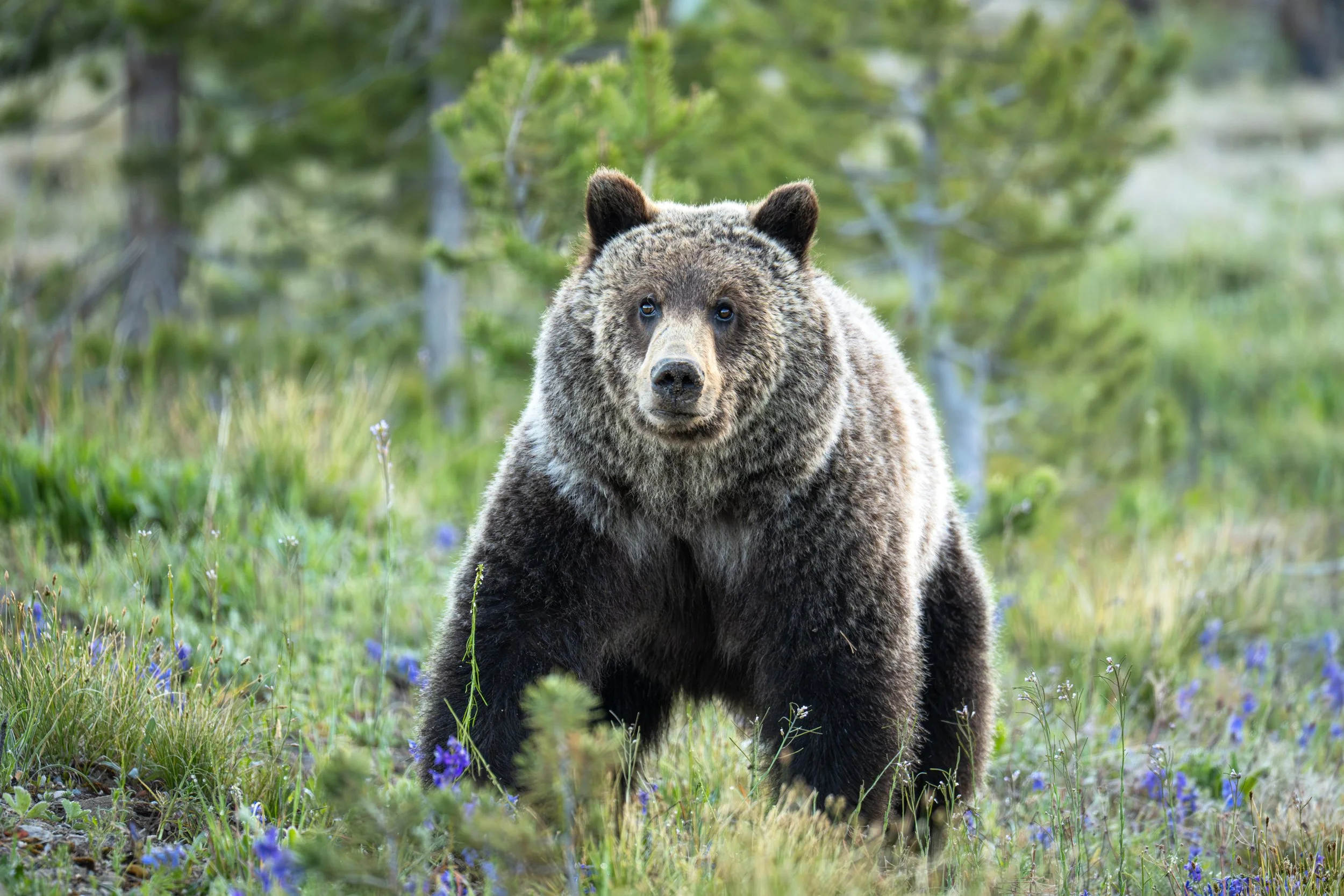 Flagg Grizzly -01.jpg