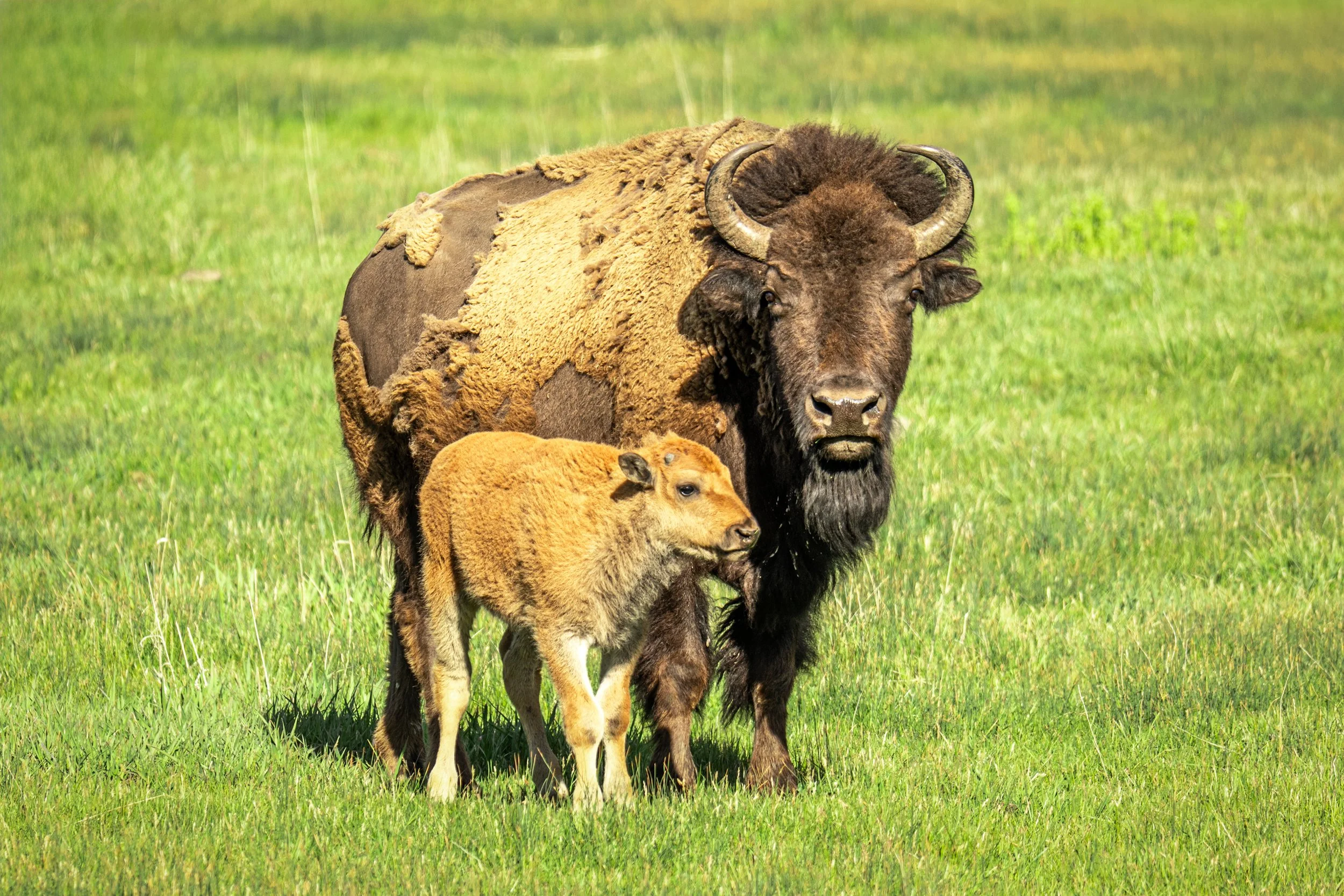 Bison and red dog alternate greens-01-2.jpg