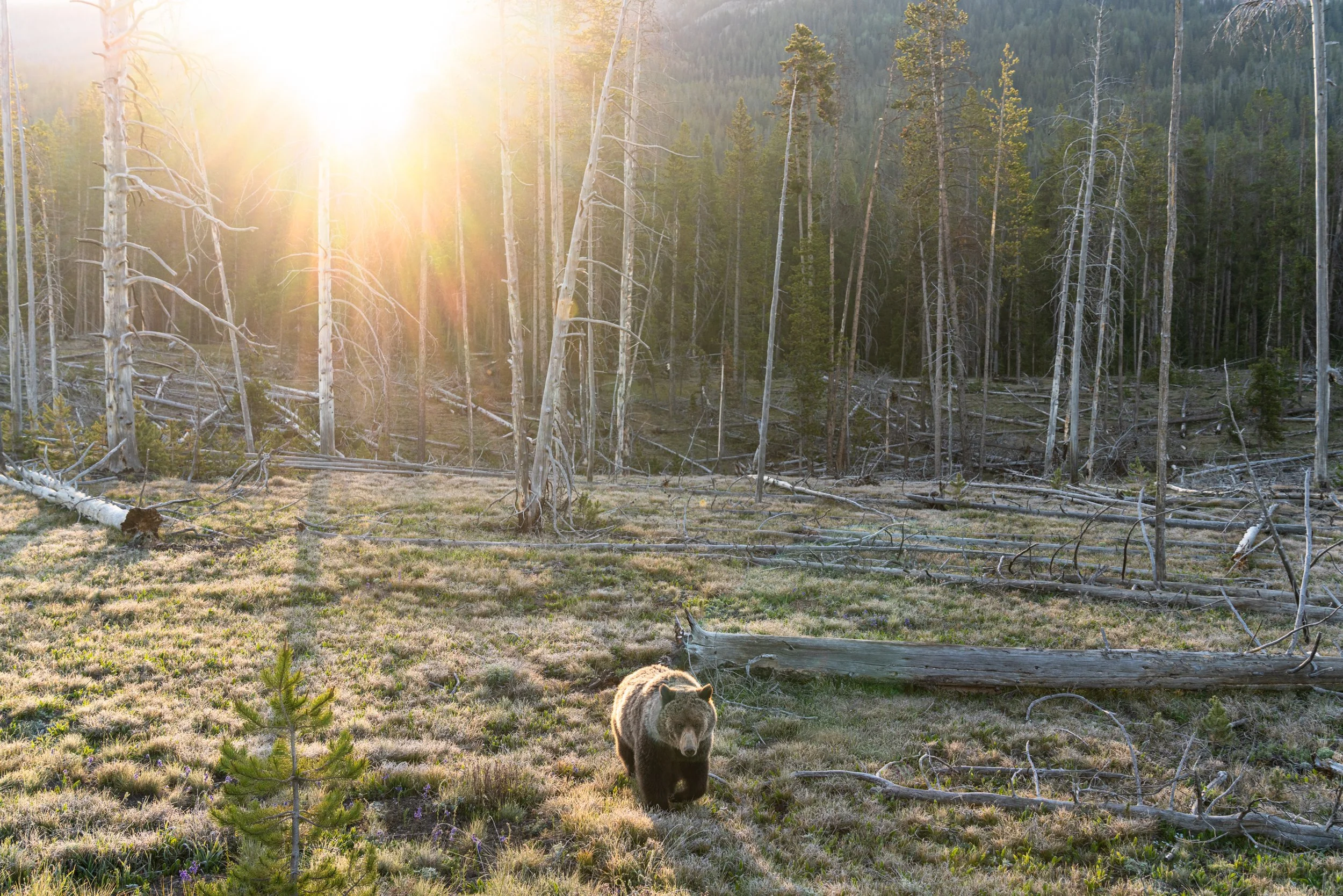 Sunburst and grizzly bear-01.jpg