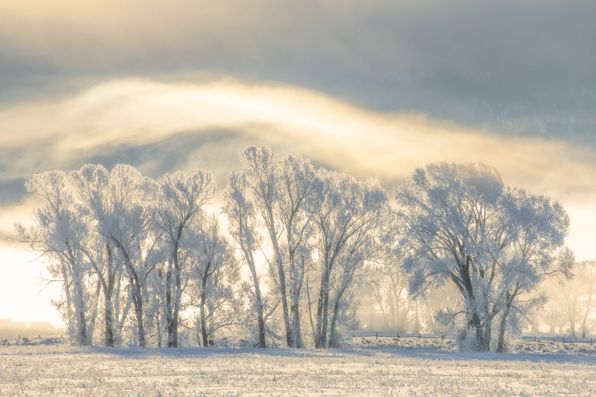 Winter Trees and Light-01-3.jpg