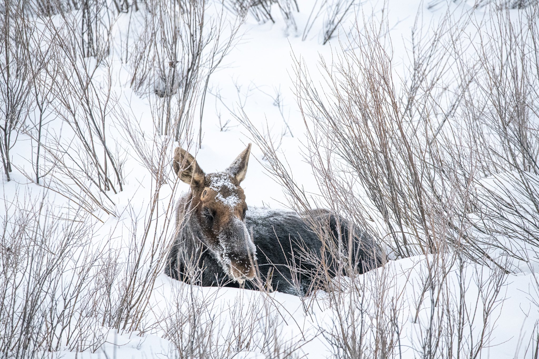 Winter pair of Moose-01.jpg