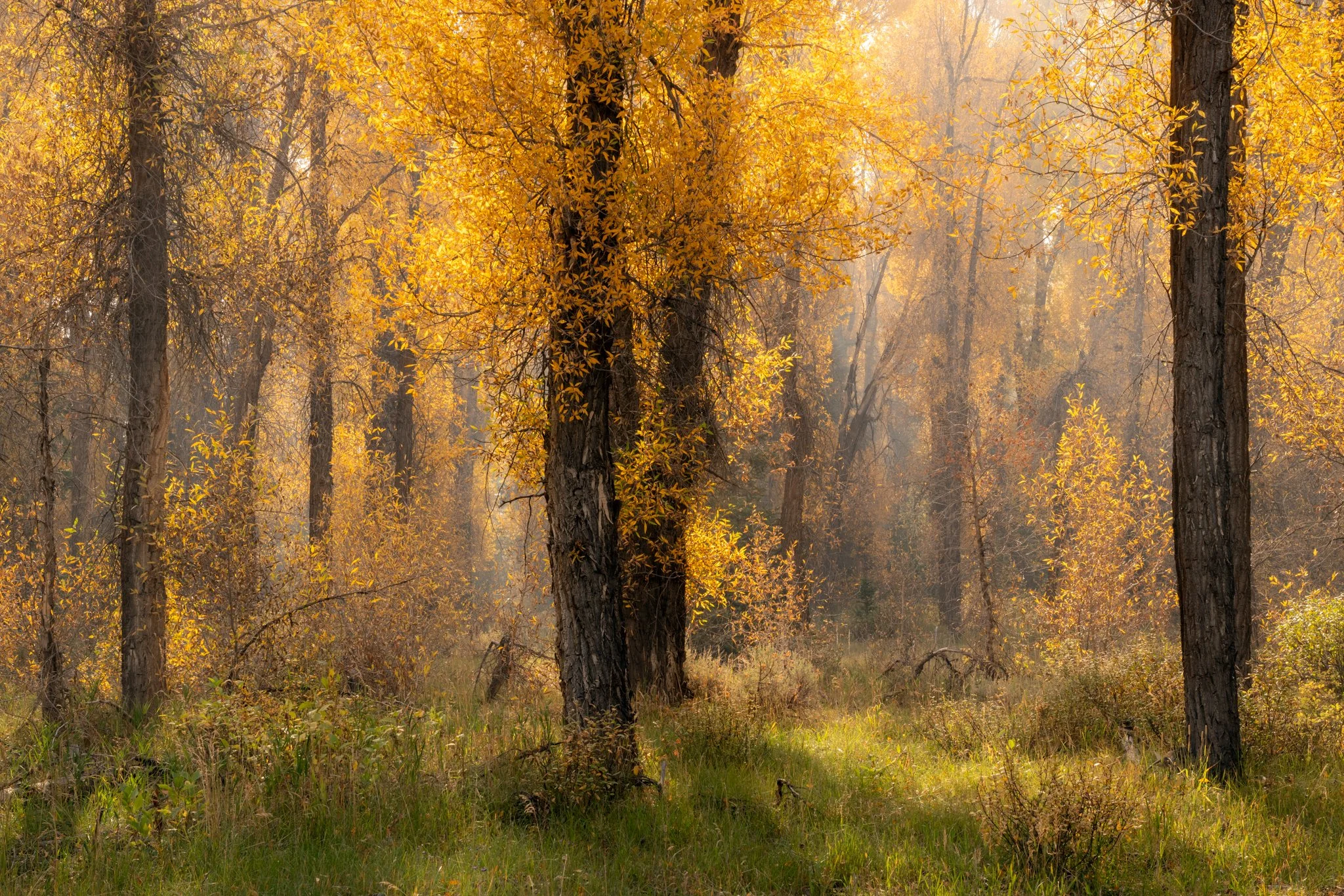 Hazy Forest-01.jpg