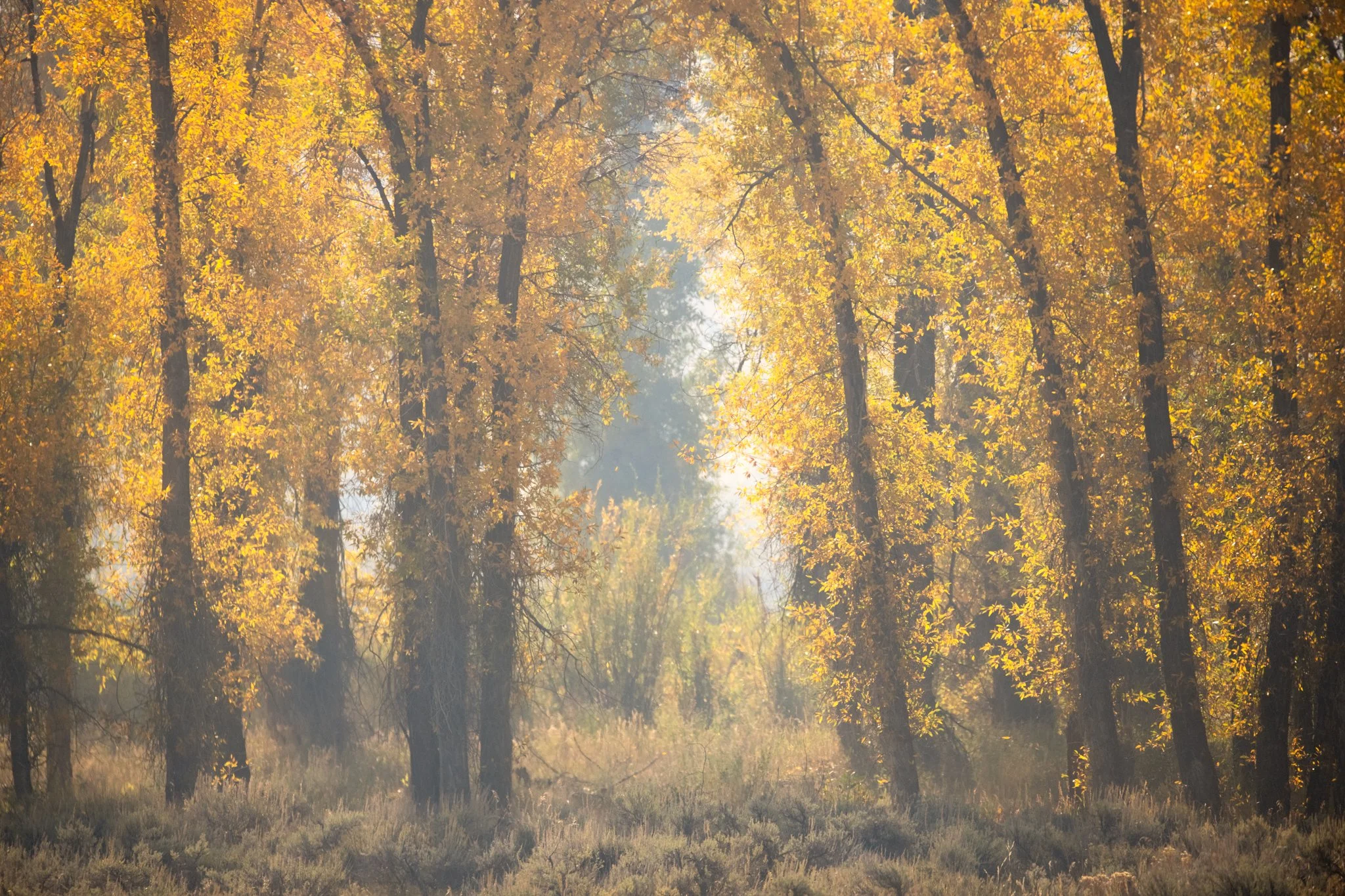 Smoky Autumn Trees-01.jpg