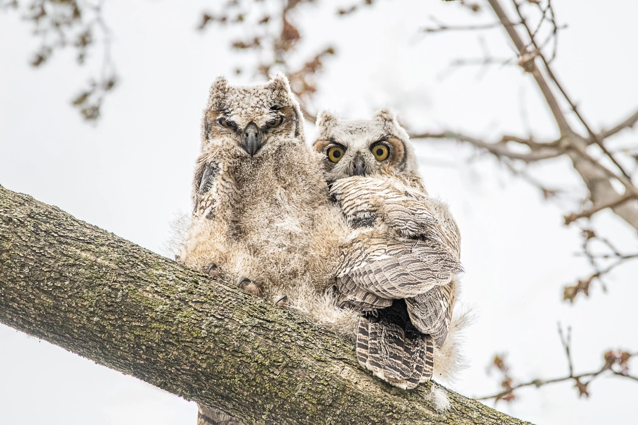 Owl Pair-01.jpg