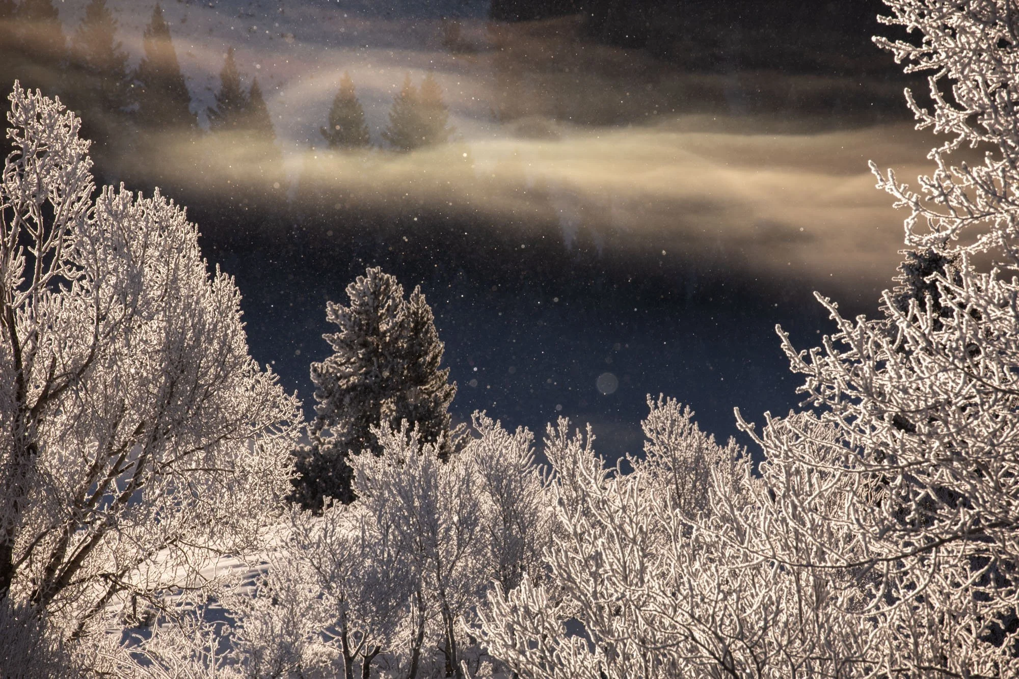 Frosty Trees and Sparkle-01.jpg