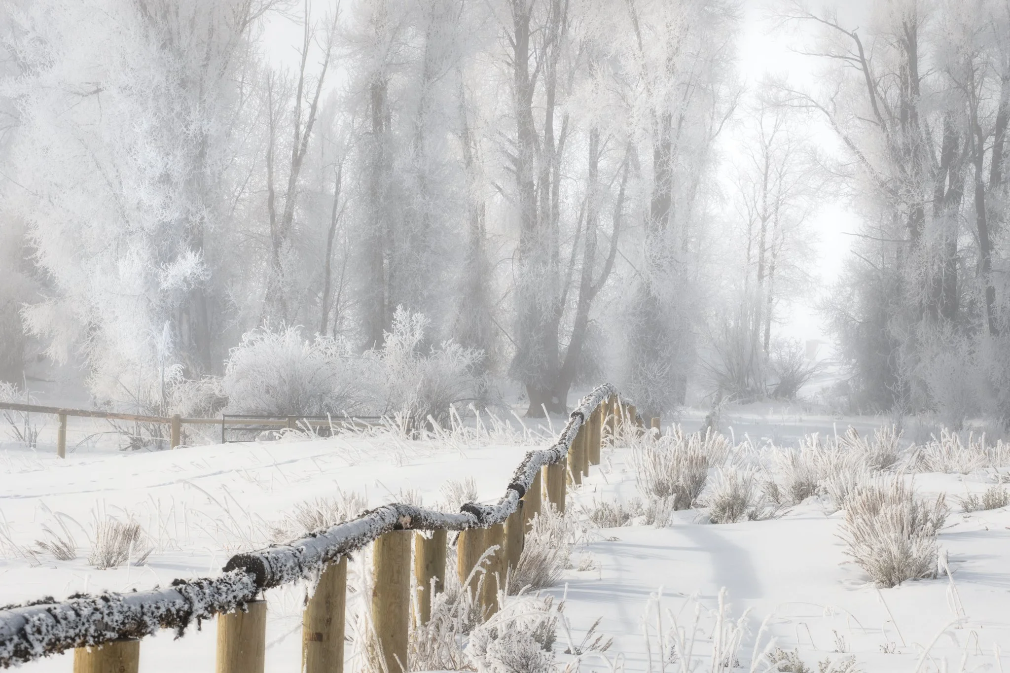 Winter Fenceline in GTNP-01.jpg