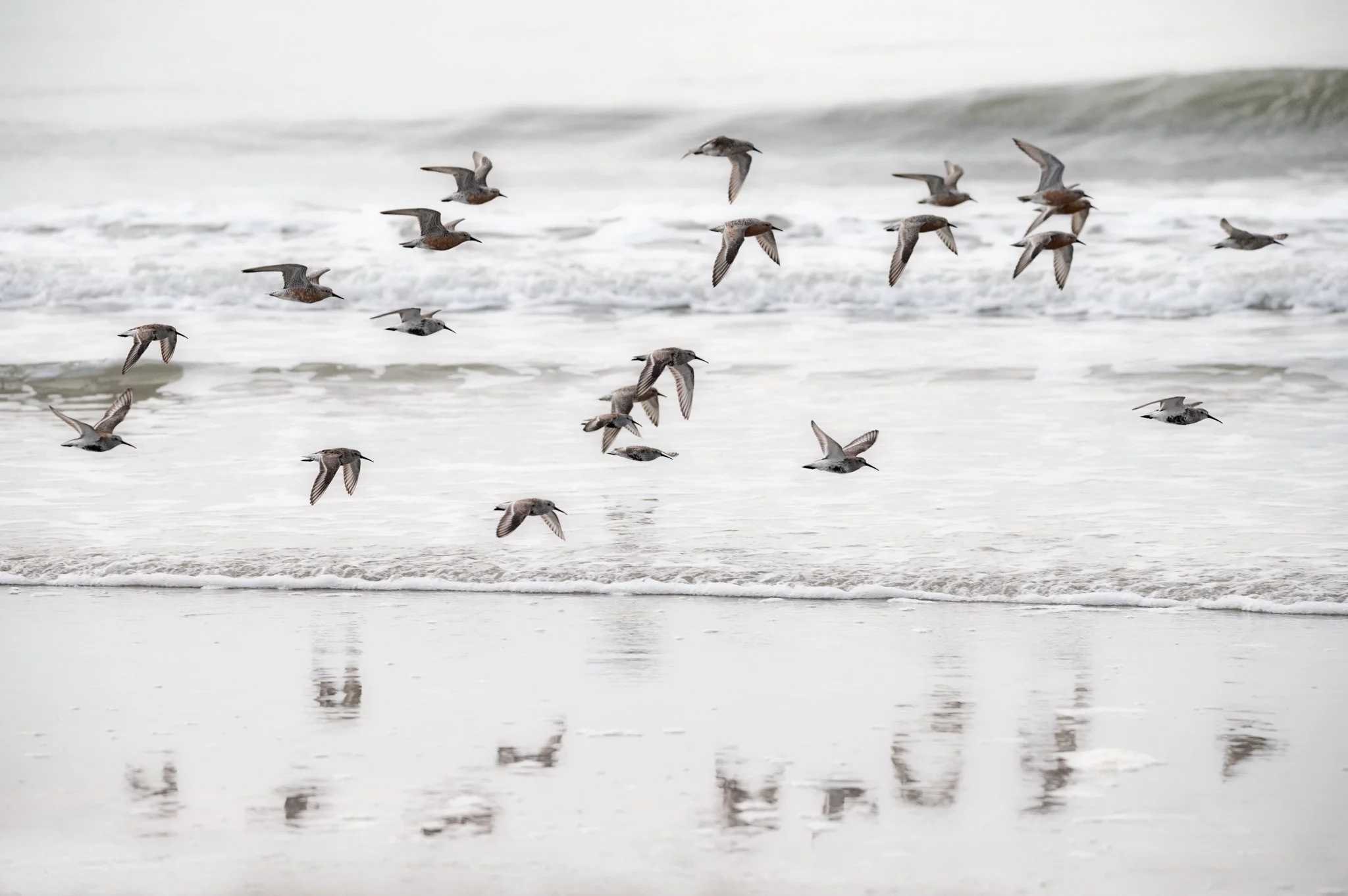 Birds over HH Beach-01.jpg