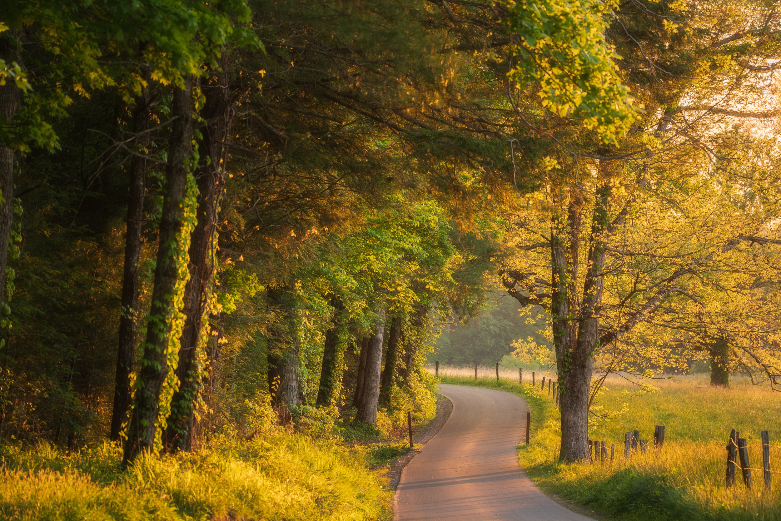 Golden glow in Cades Cove-01.jpeg