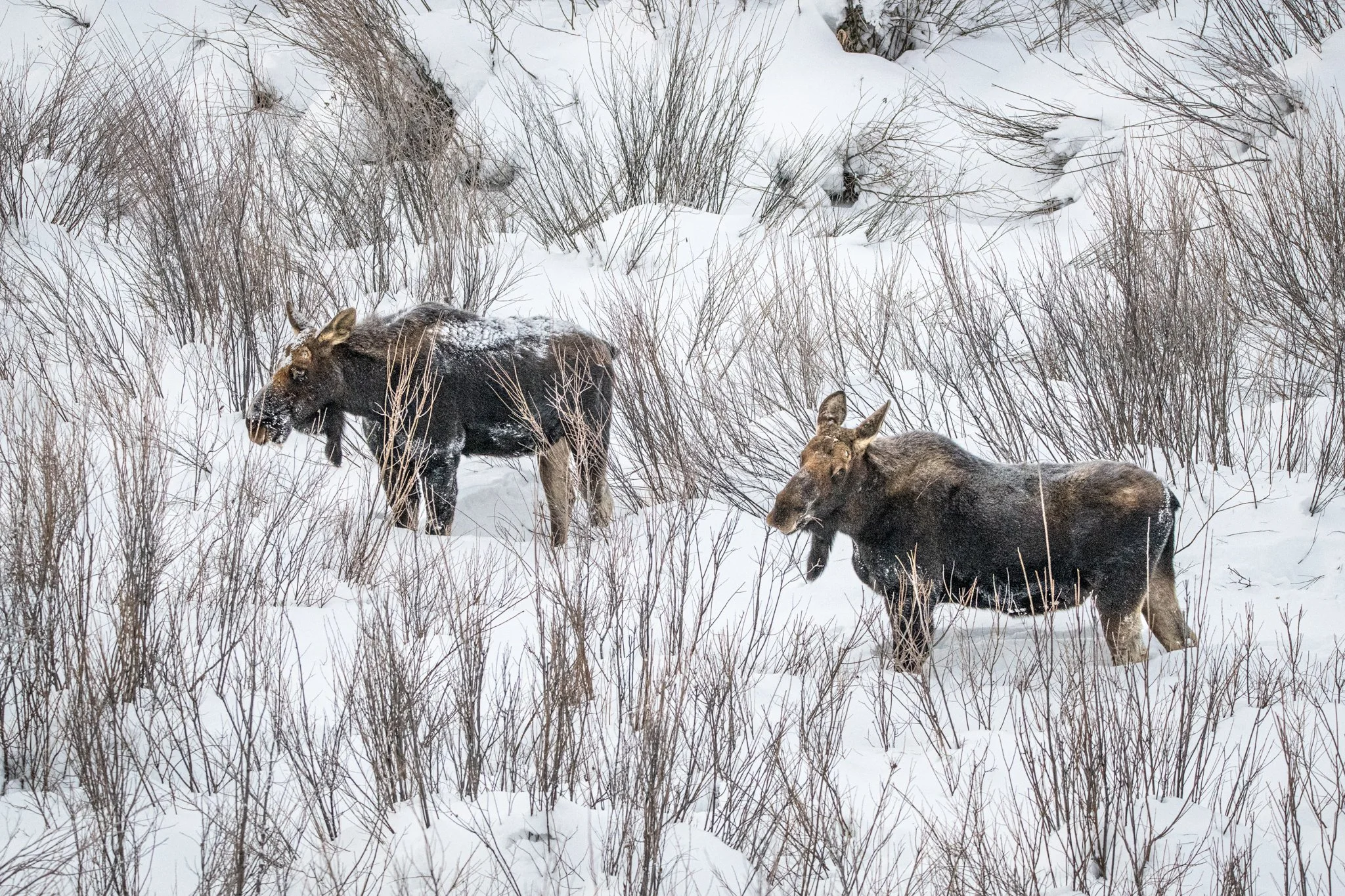 Winter pair of Moose-02.jpg