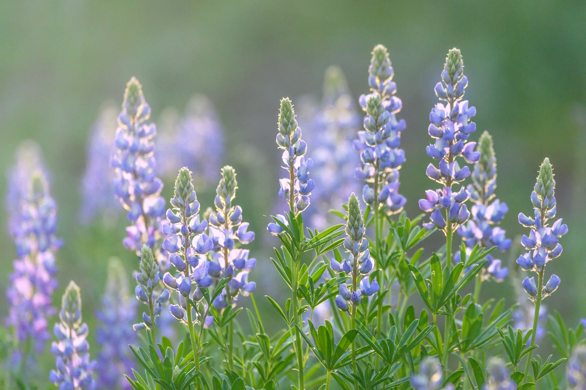 Lupine