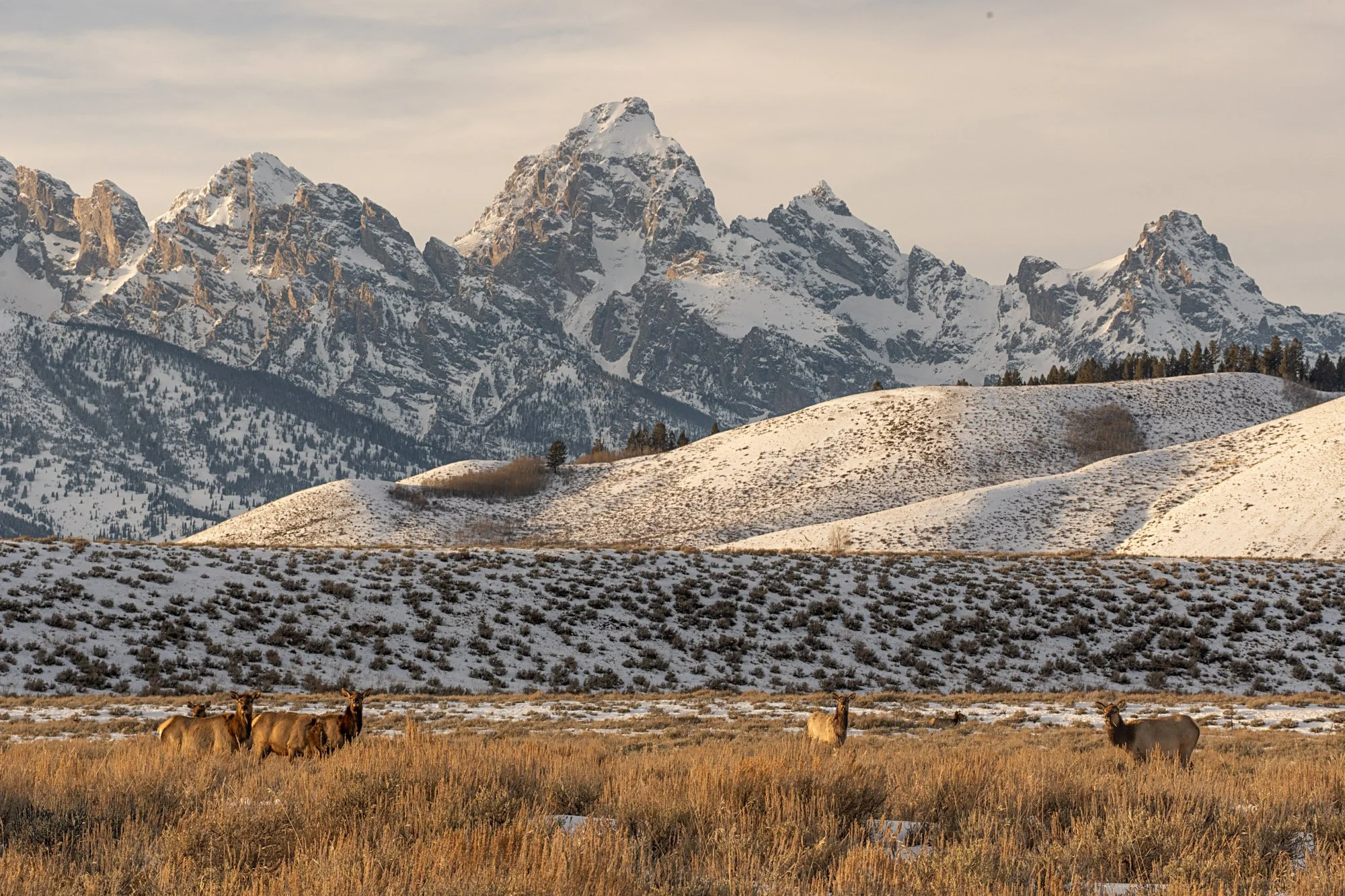 Elk in front of the Tetons