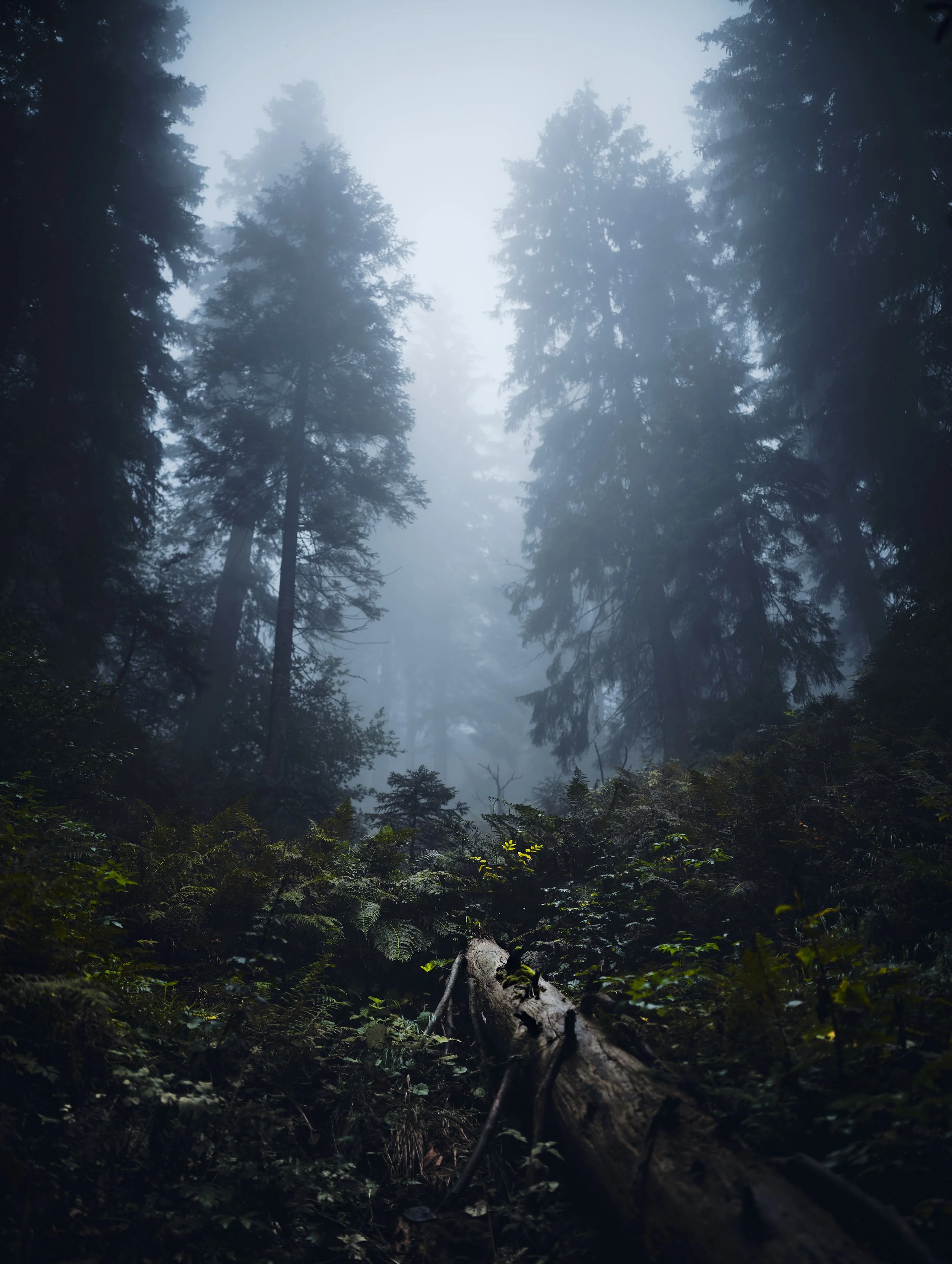   [ on the slope of “Sheep Mountain”, first place in “Beskidy stopped in the frame 2023” ]  