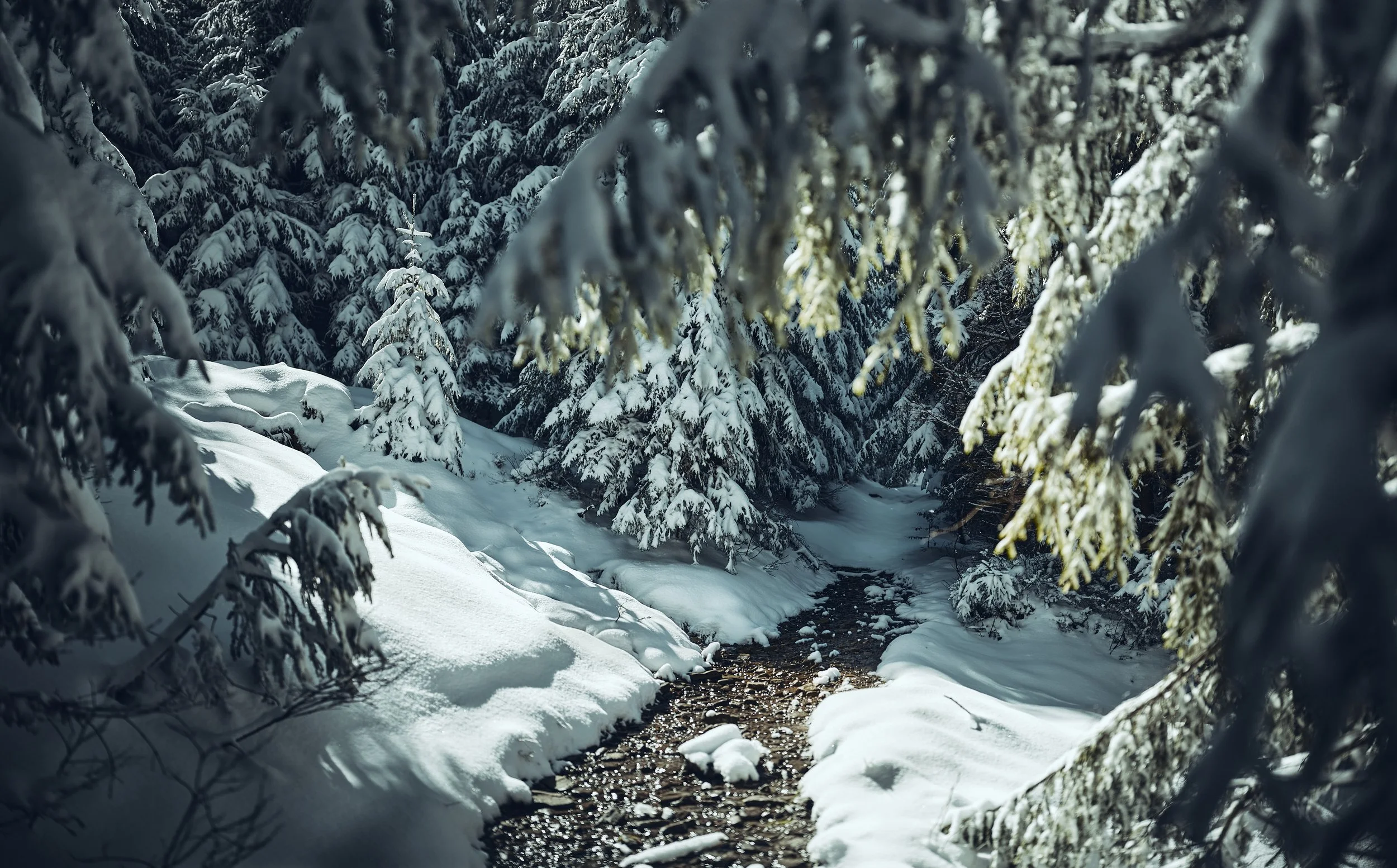   [ on trail to Medralowa, Zywiec Beskids, Poland ]   
