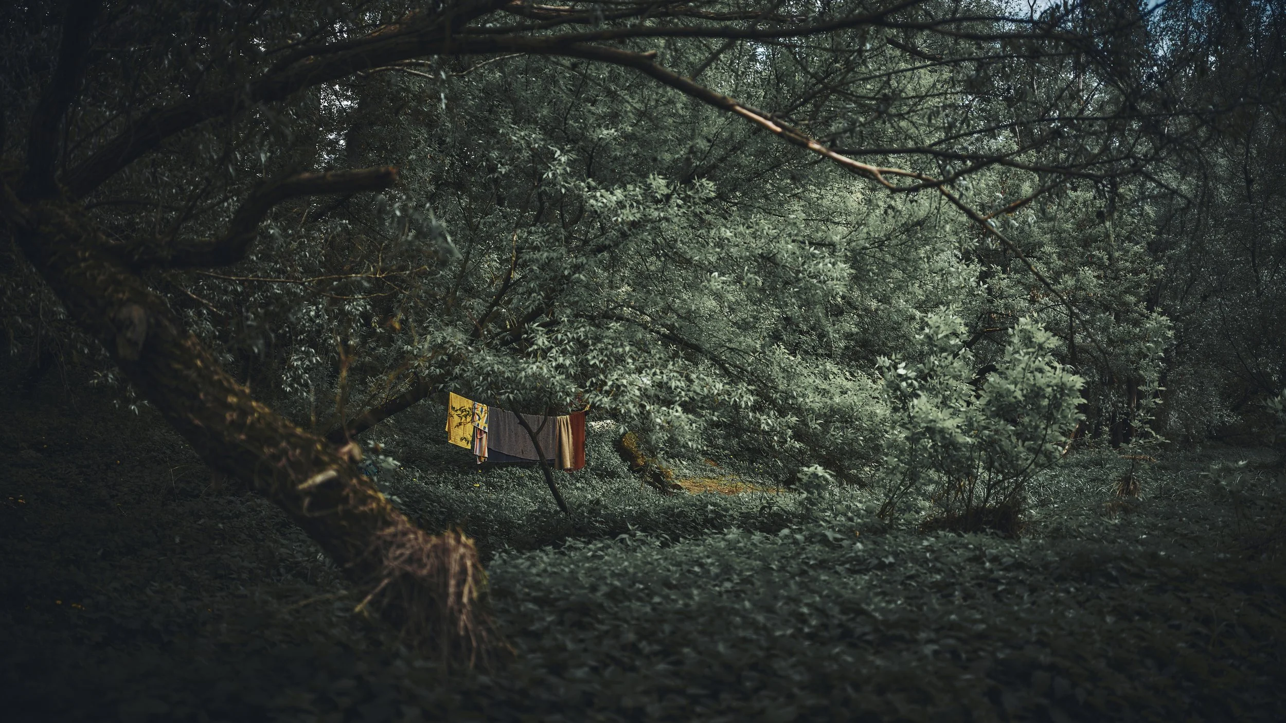   [ a small homeless camp by Vistula River, hiding behind the trees, Warsaw, April 2024 ]  