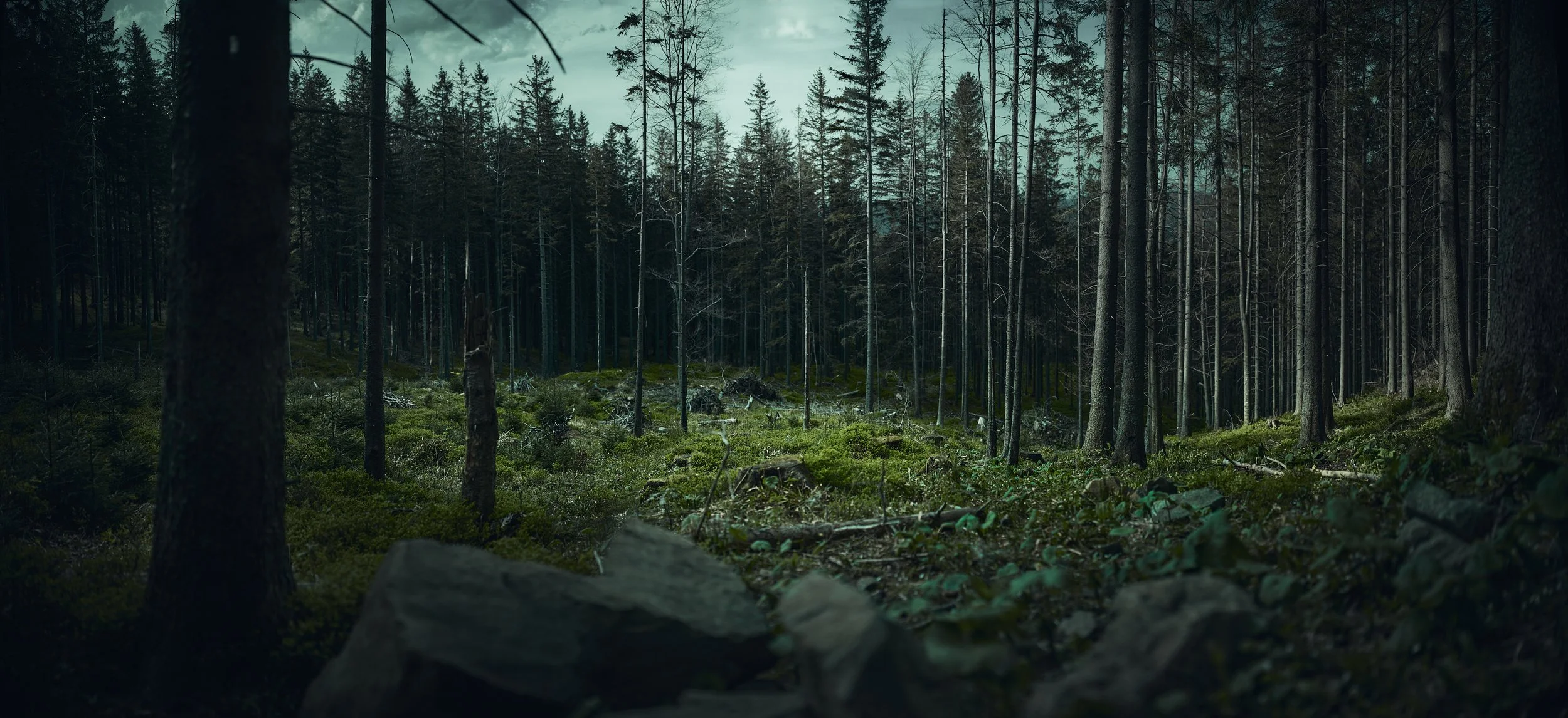   [ I spent like hours on that one, first trying to "catch it" through the lens and then working in Capture One to aplify the feel of that place, those greens, depth between trees and little "stories" on left or right ]  