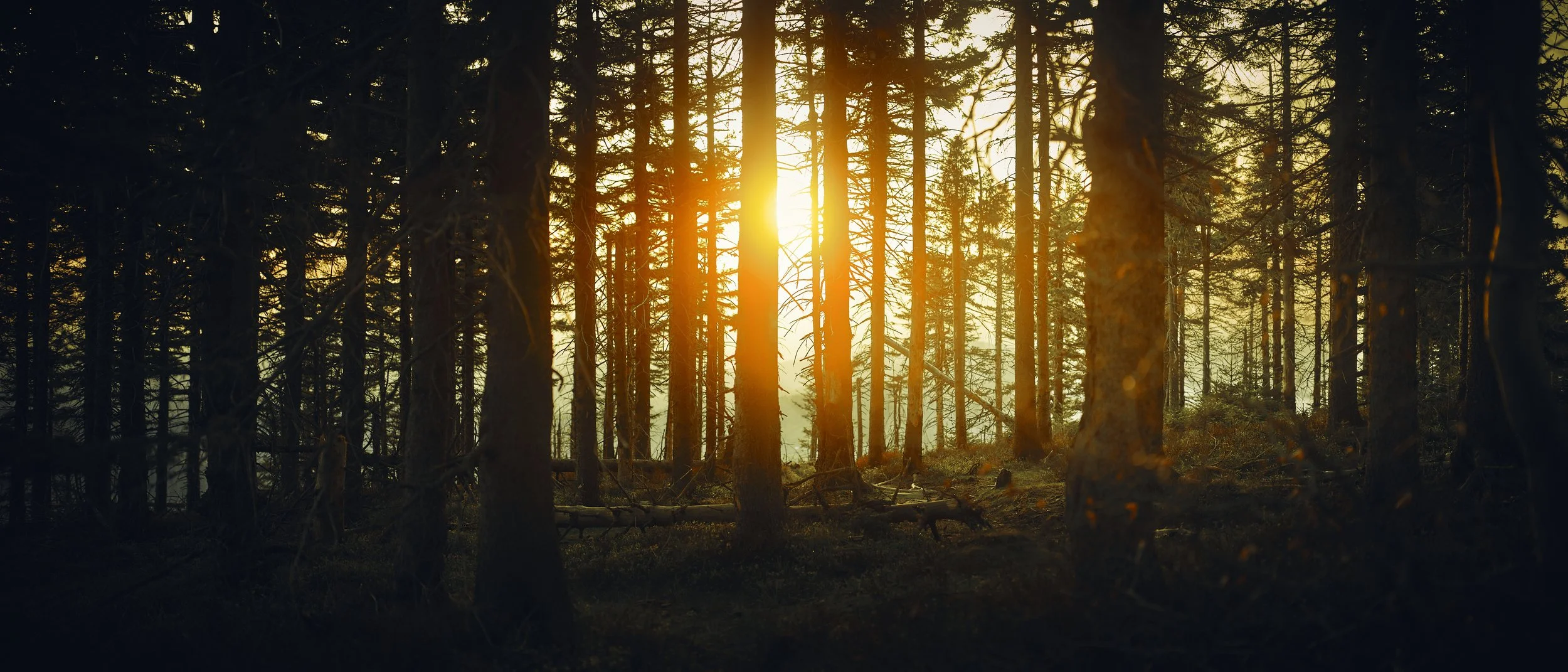   [ back to Beskids, with each of 3 following photos taken in differen one; this one in Silesian Beskids, next in “Zywiecki”, and the last in Small Beskids, Poland ]  