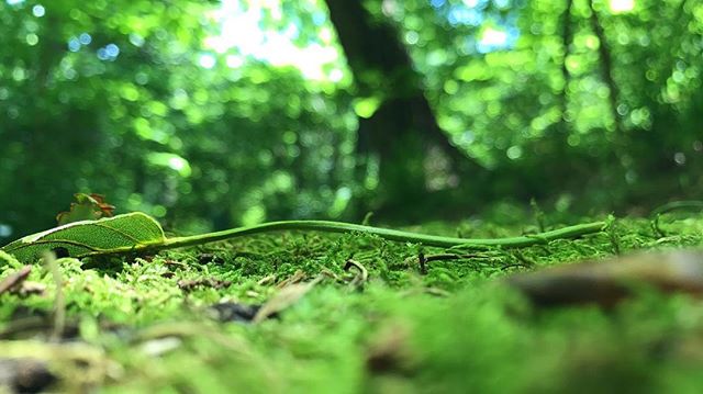 Sometimes you just have to get on the floor to get the perfect shot! 😁🌱 #socialmediamarketing #odysseusdigitalmarketing #iphone7plus #crystalbridgesmuseum #iphonephotography