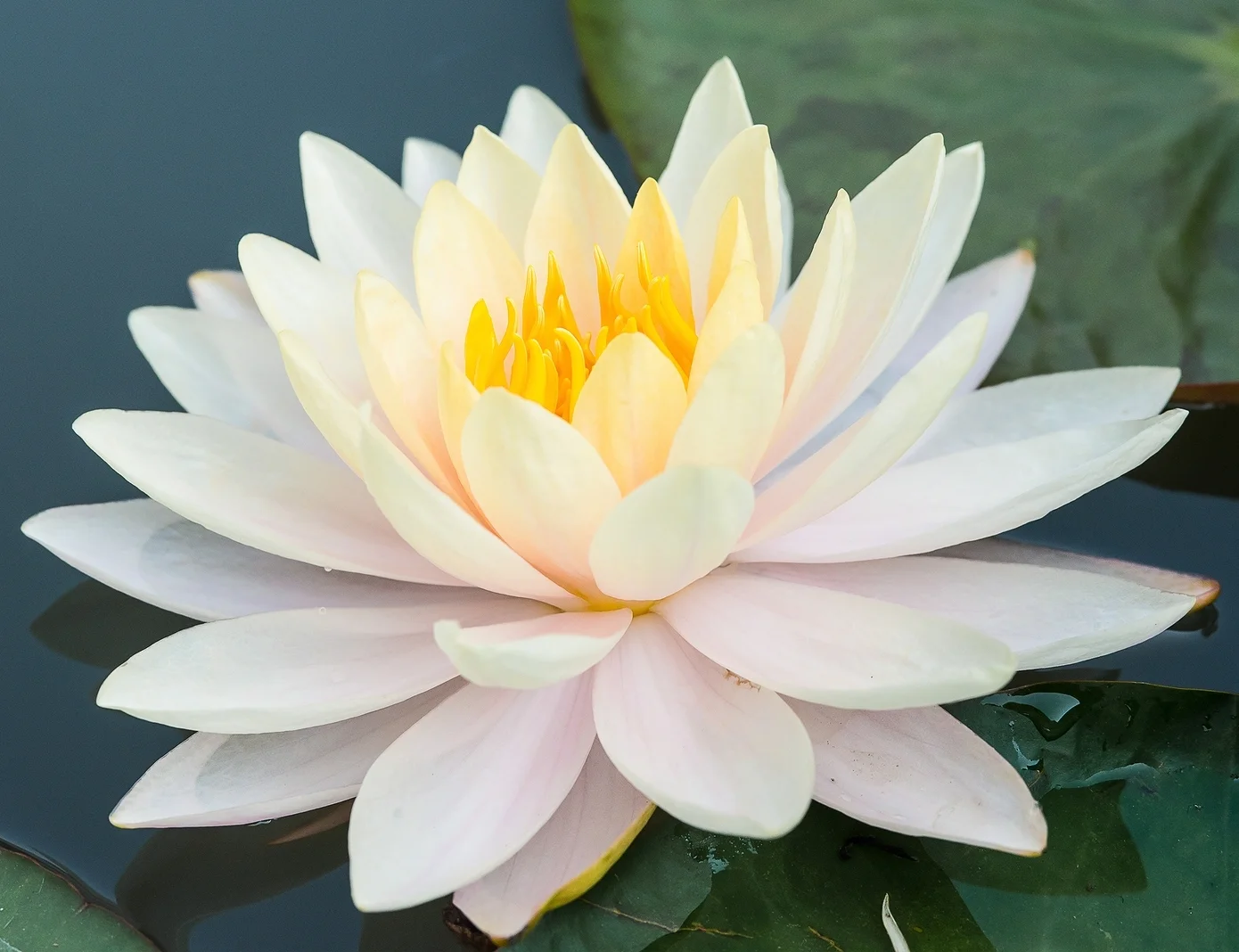 lotus.jpg