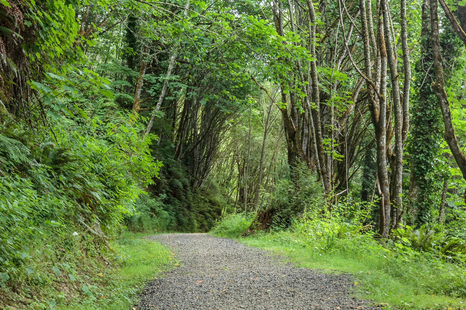path-through-woods.jpg