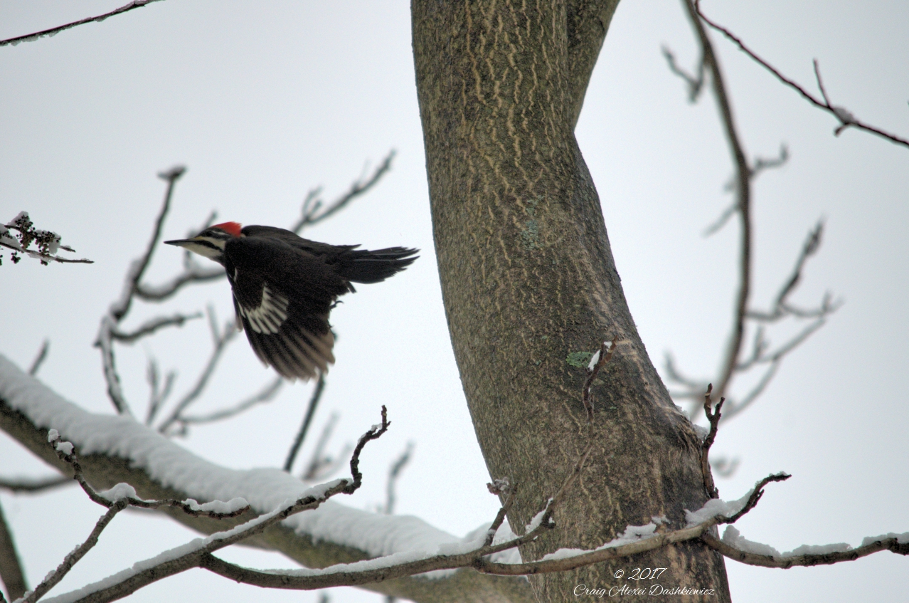 Pileated Fly Tagged .jpg