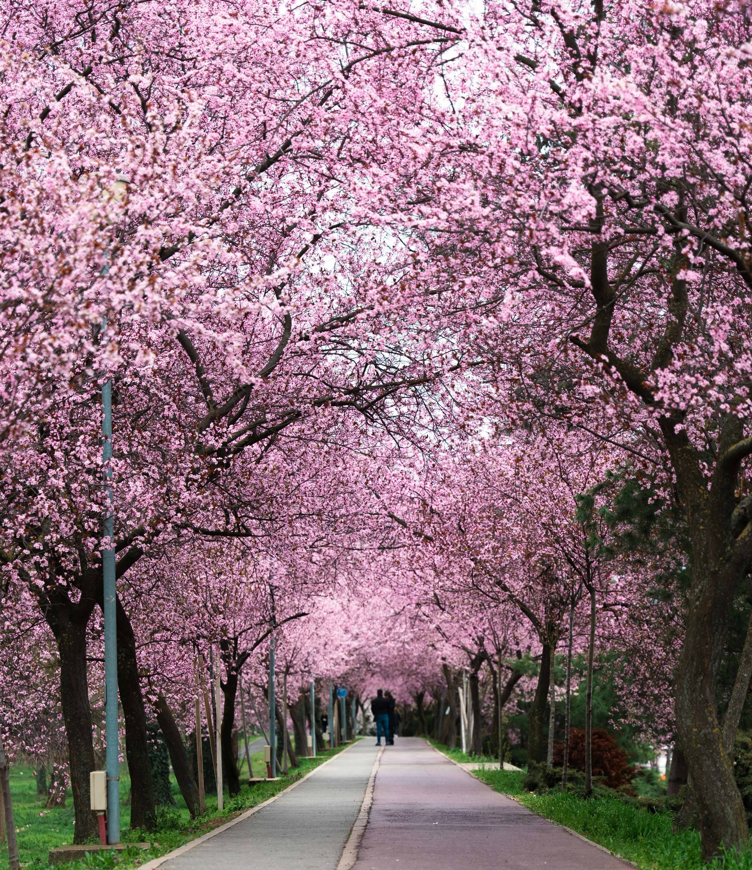 Spring Ohigan Breakfast