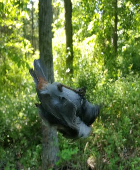 catbirdnet.png