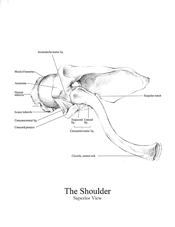 Shoulder_Superior_72.jpg
