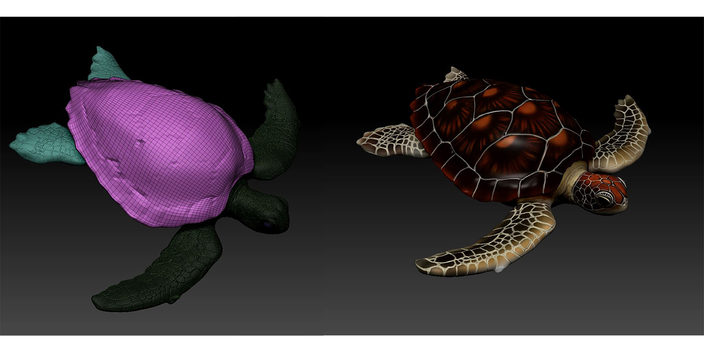  Model: Adult sea turtle 