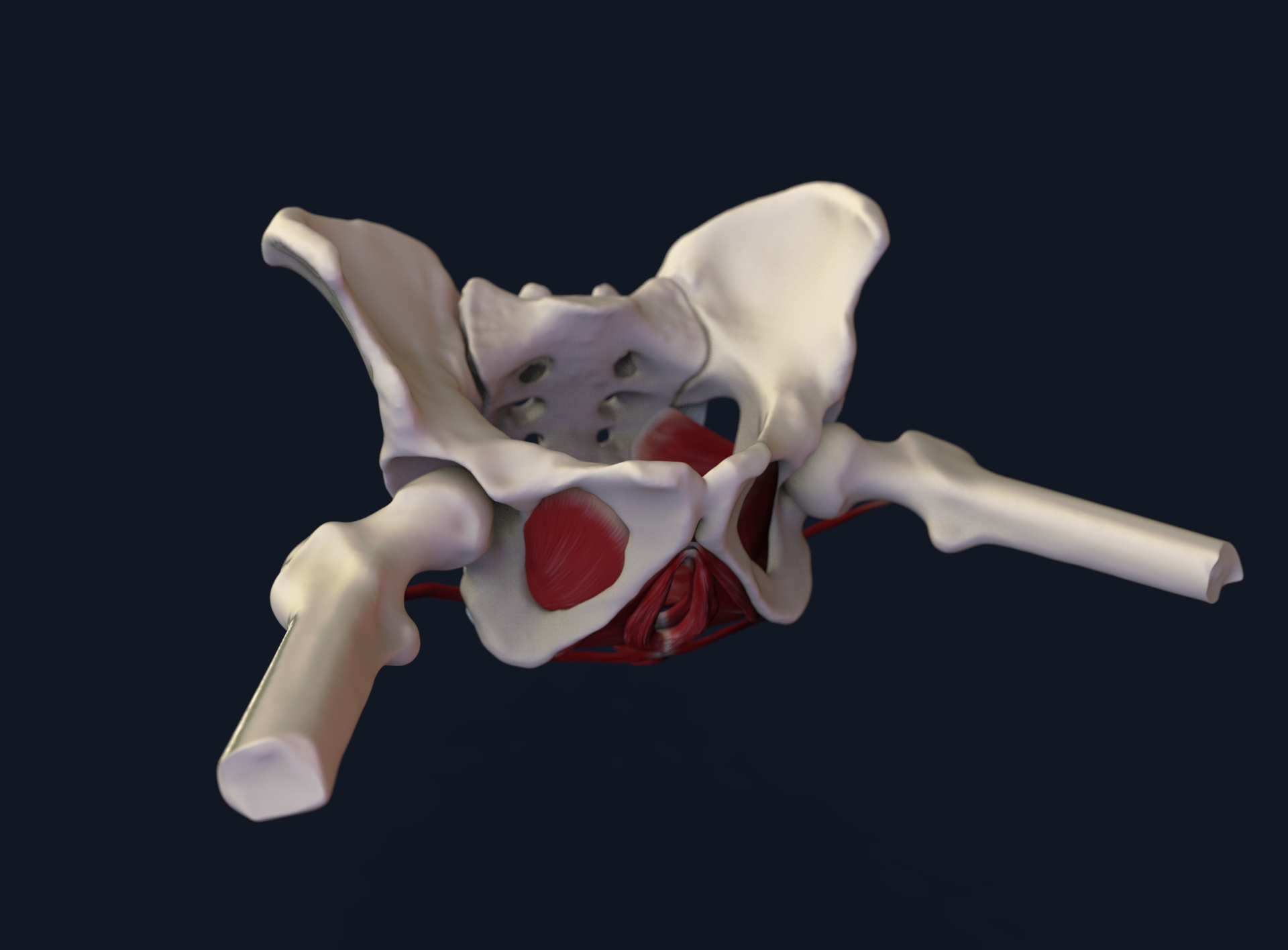 PelvicModel.26.jpg
