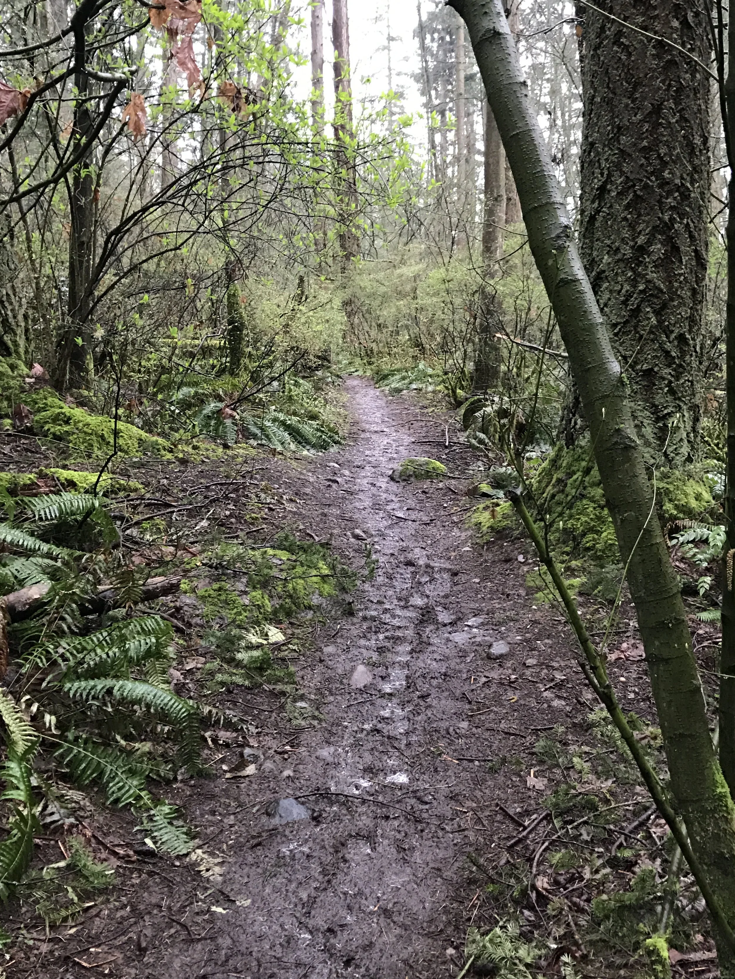 The Park Path to Soulful Rejuvenation