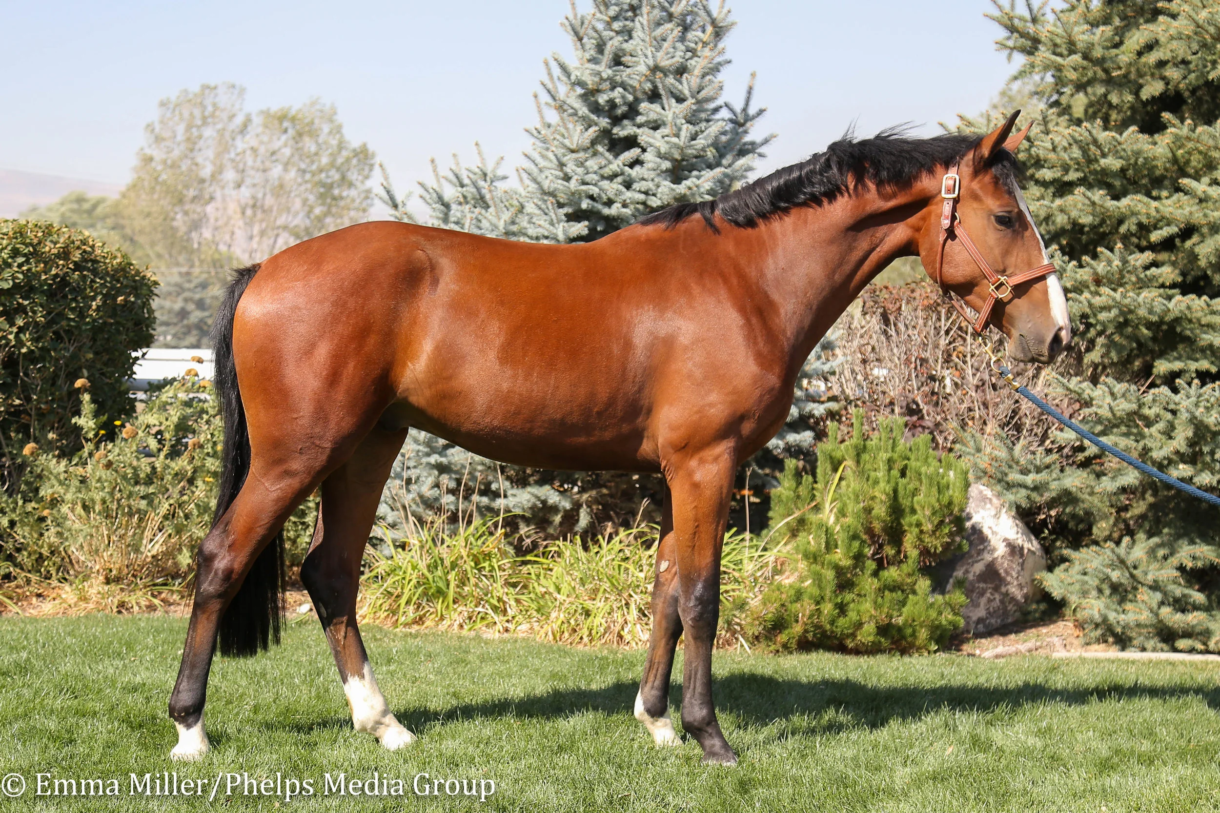 Pony Lane Farm Photoshoot, Quest-2.jpg