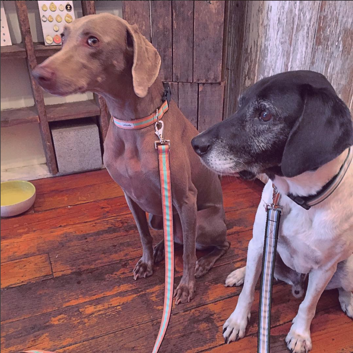 matching collars.png