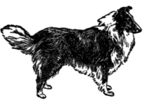 vintage-dogs_sheltie.png