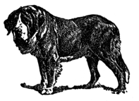 vintage-dogs_st-benard.png