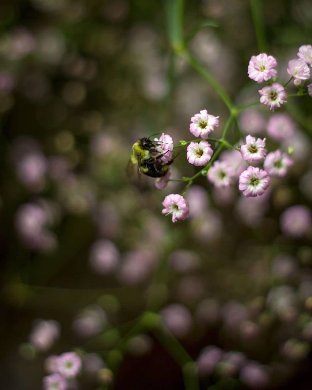 Pollination.
.
.
Three Zero - 84.
.
.
.
.
.
.
.
.
.
.
.
.
.
.
.
.
#photo #photography #downtown #dailyviewvancouver #daily #vancouver #vancity #photos #photooftheday #photographer #canon #yvr #📸 #pic #canada #photo #redcarpet #canon #art #canada #fl