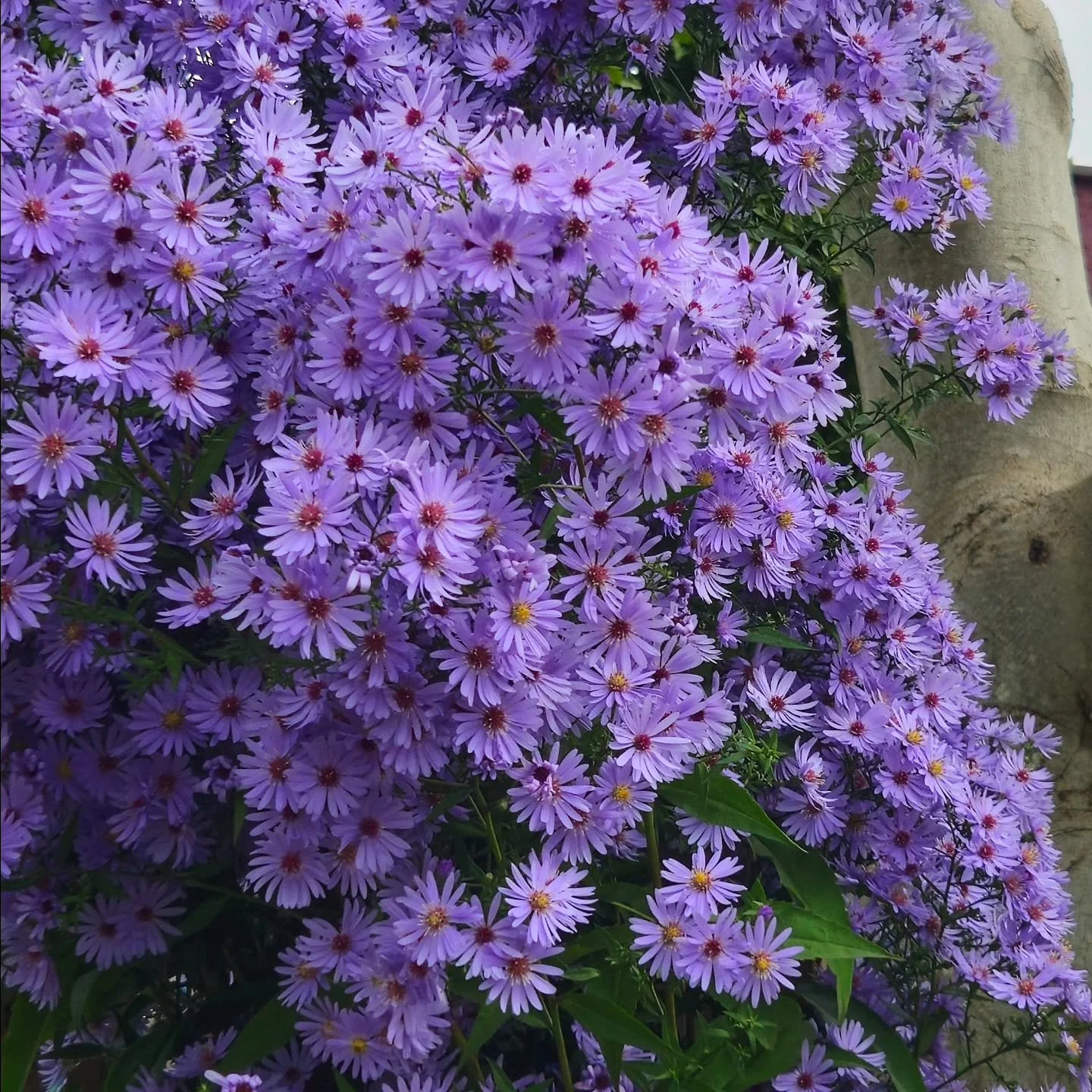 golden 🌙✨️ #poetry