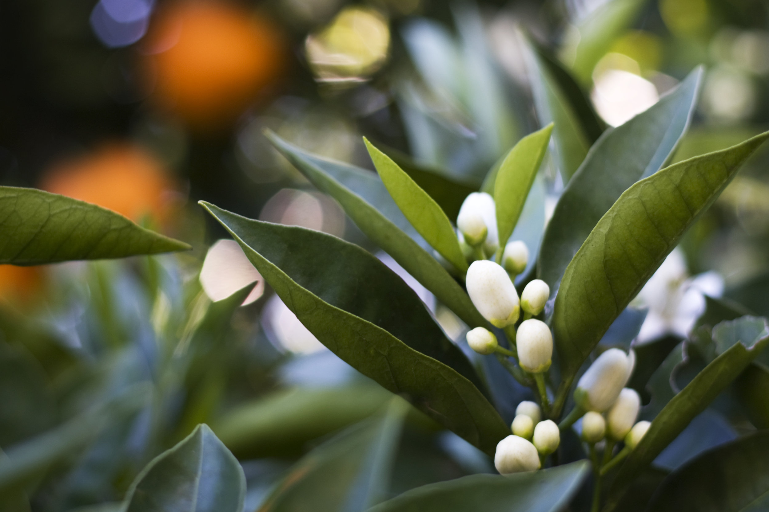 Baxter and Bella Puppy School — Orange Blossom Labradoodles