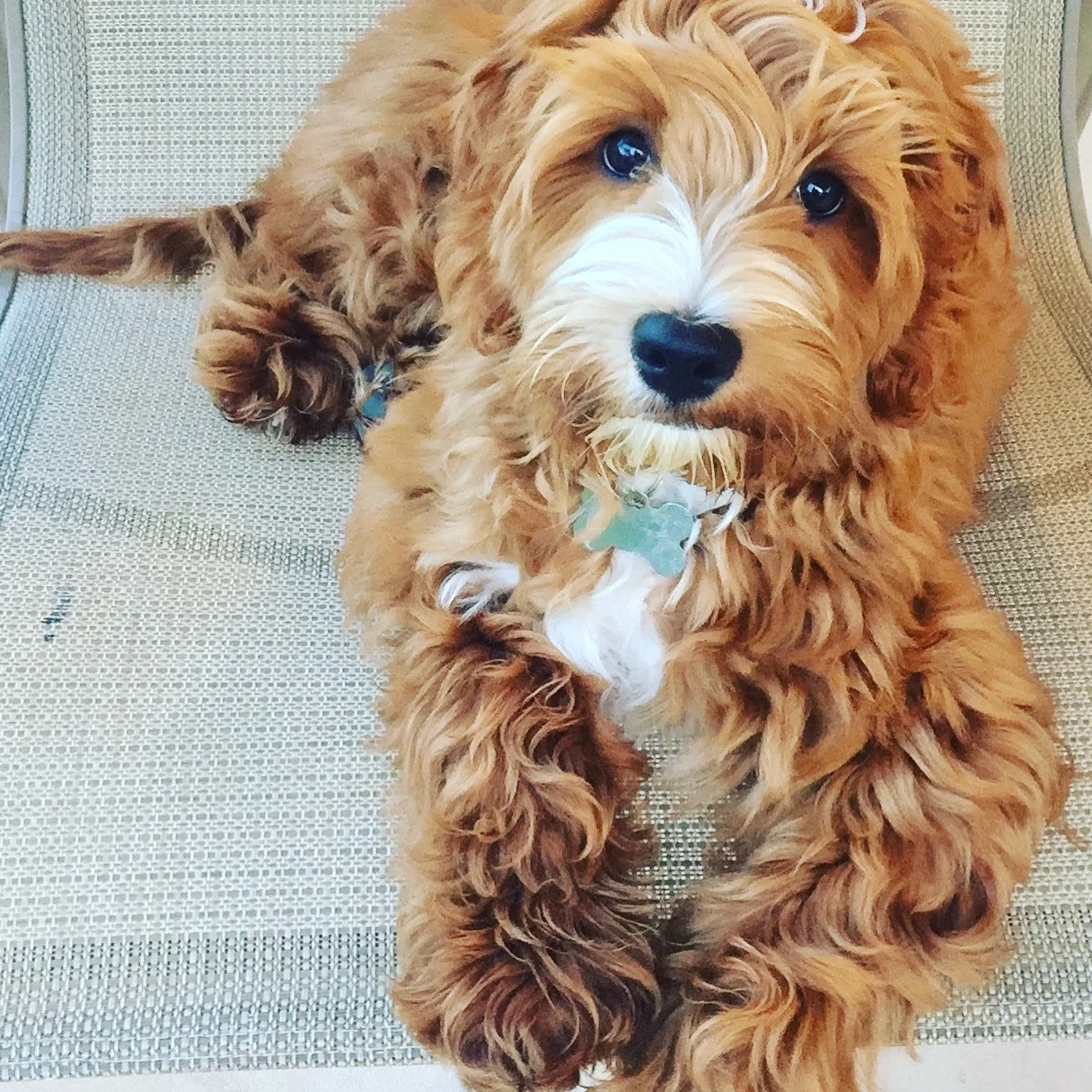 orange labradoodle
