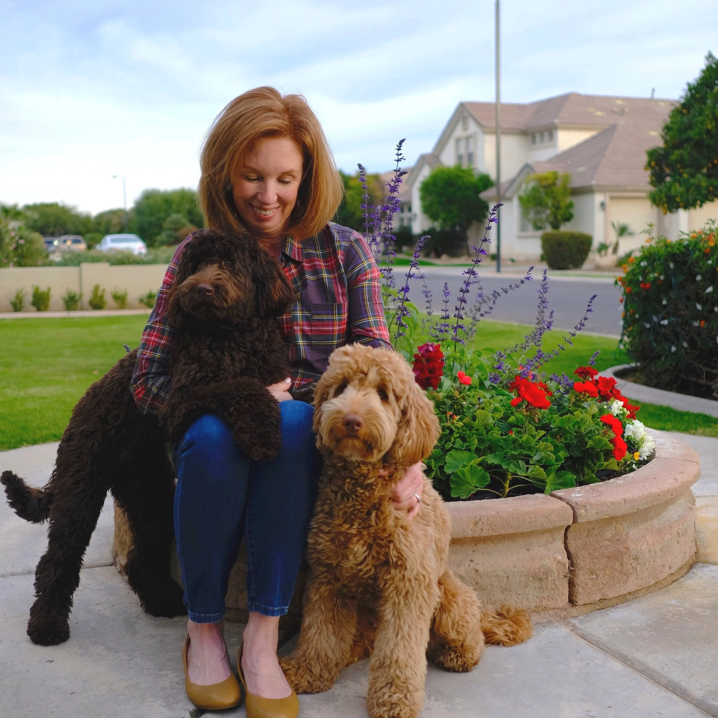 orange labradoodle