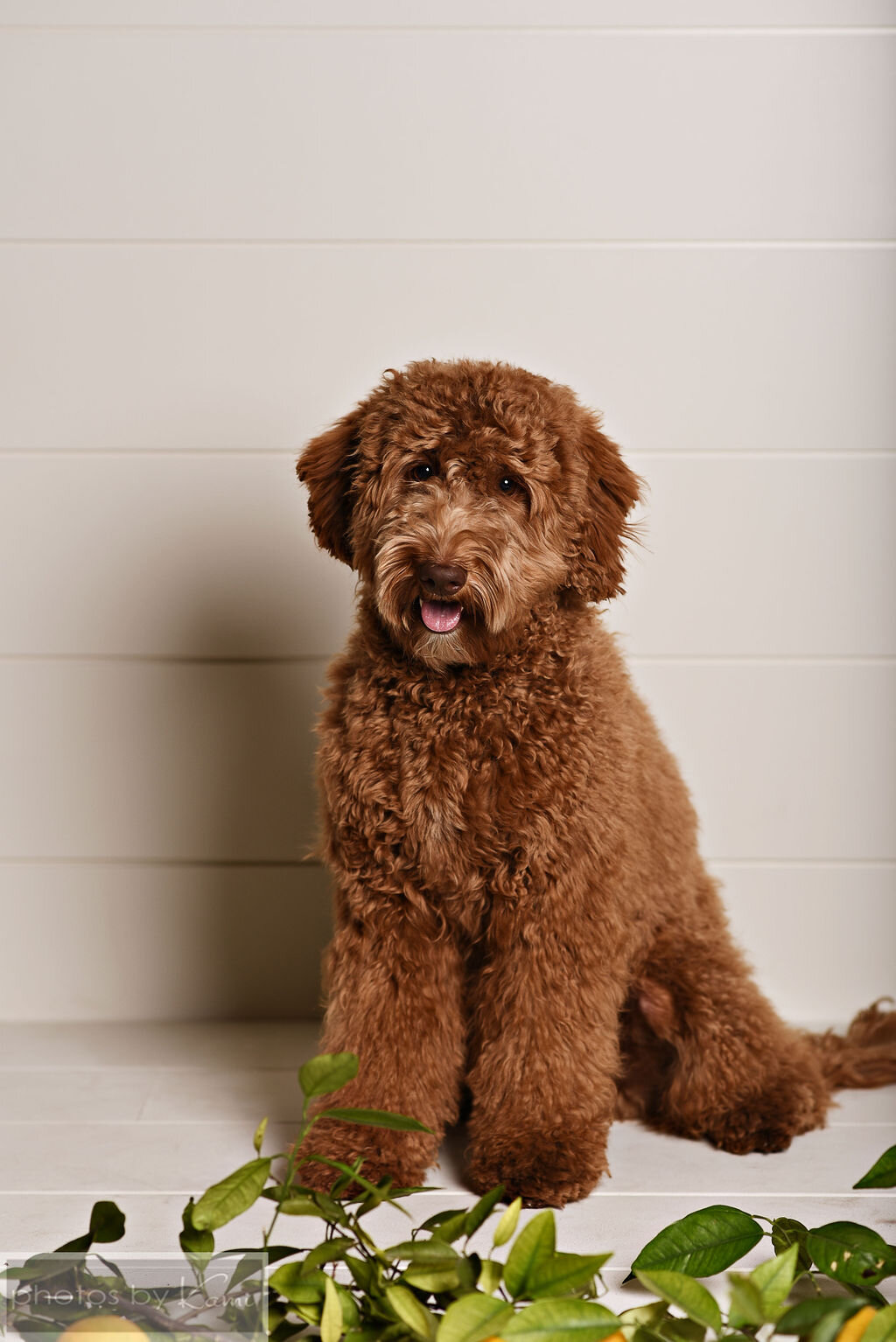 OrangeBlossomLabradoodles19.jpg