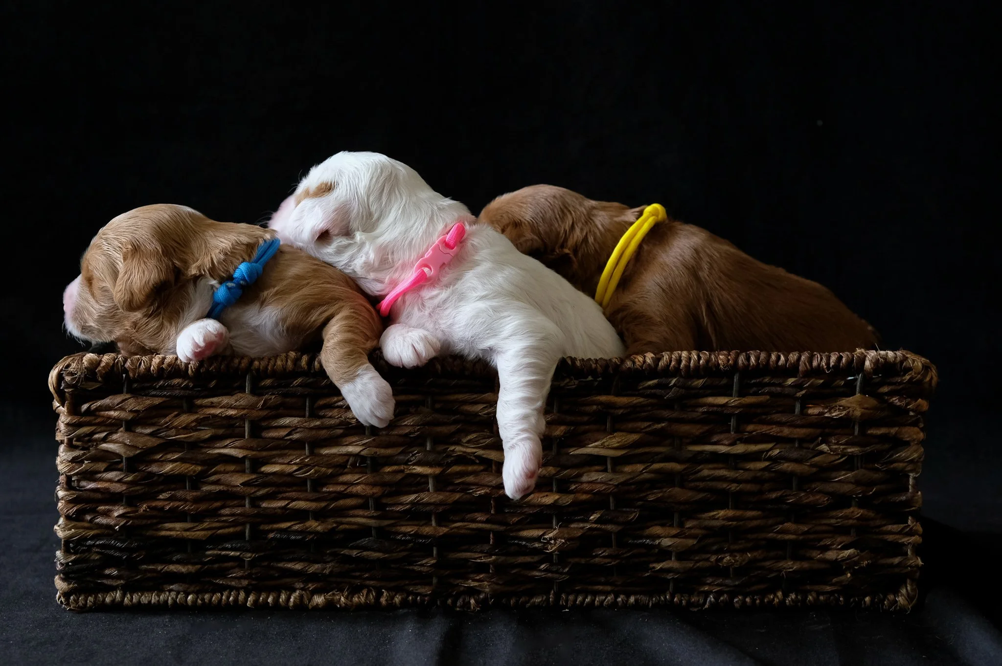 Our Puppies Poppy Bash 22 Orange Blossom Labradoodles Our Puppies Poppy Bash 22 Orange Blossom Labradoodles