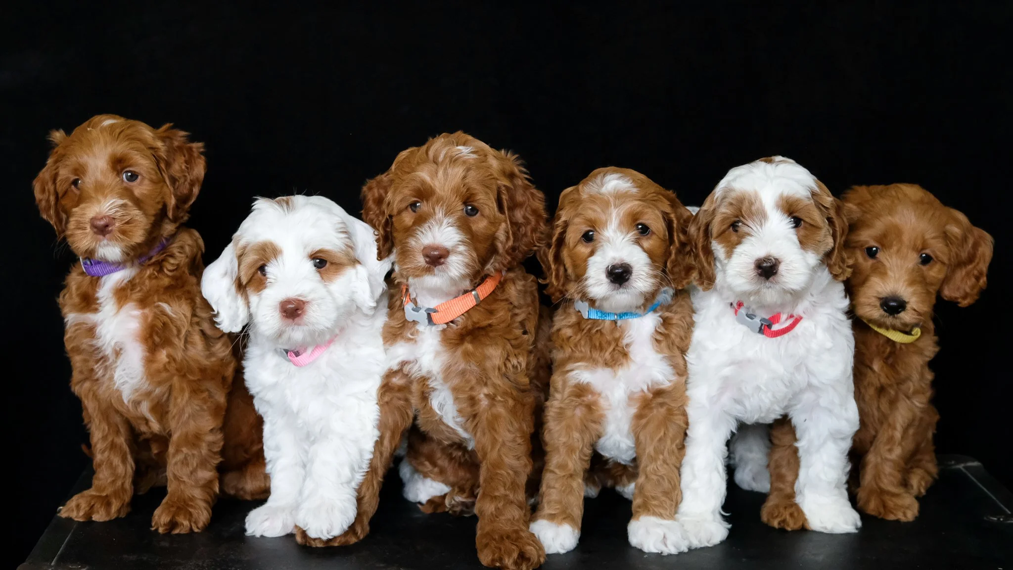 Our Puppies Poppy Bash 22 Orange Blossom Labradoodles Our Puppies Poppy Bash 22 Orange Blossom Labradoodles