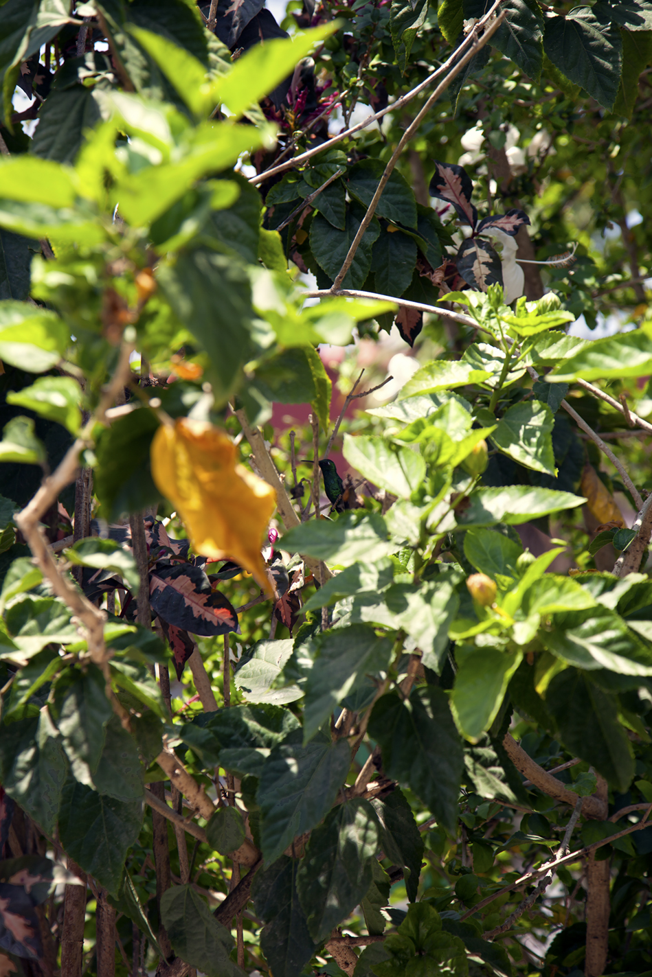 Trogon in the Bush
