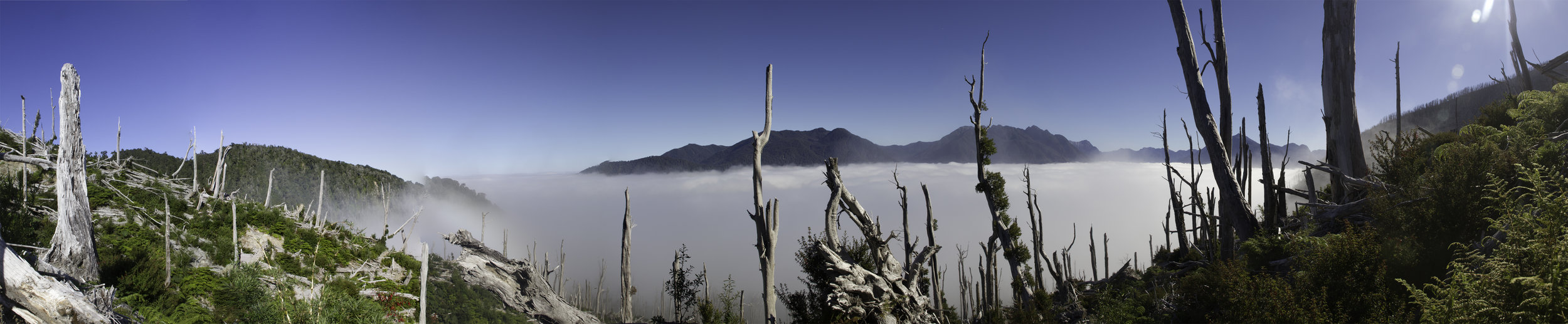 Chaiten Tree Trunks.jpg