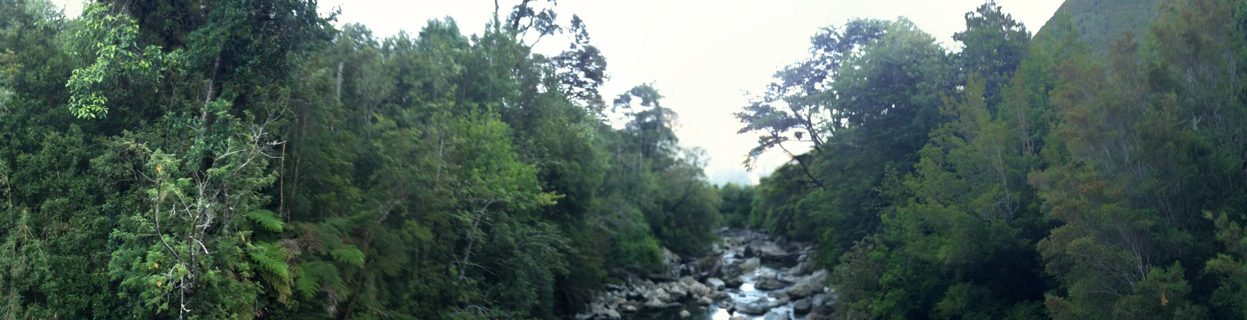 Chilean Pana of River in the Forrest from phone jpegs.jpg