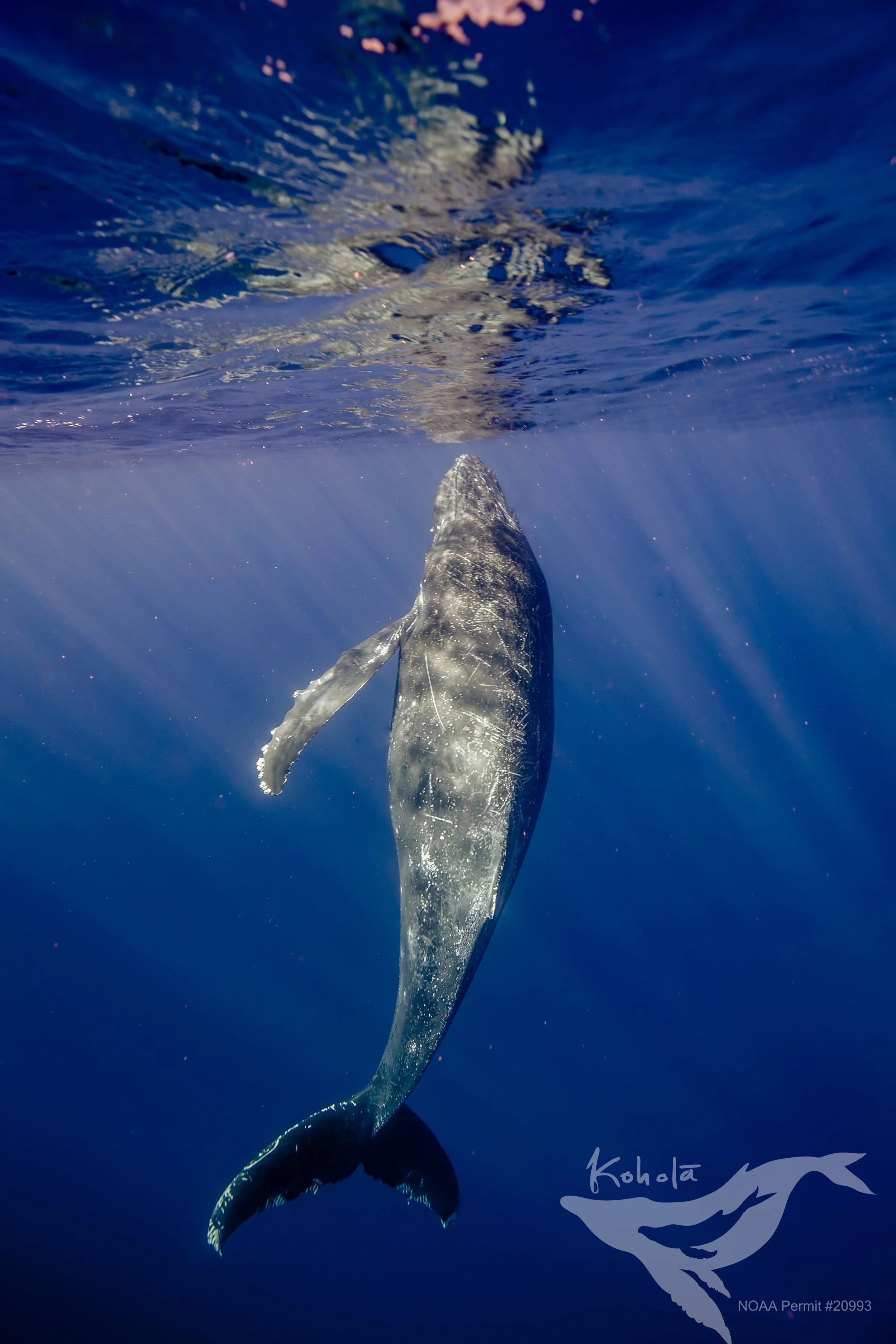 NMFS Permit #20993